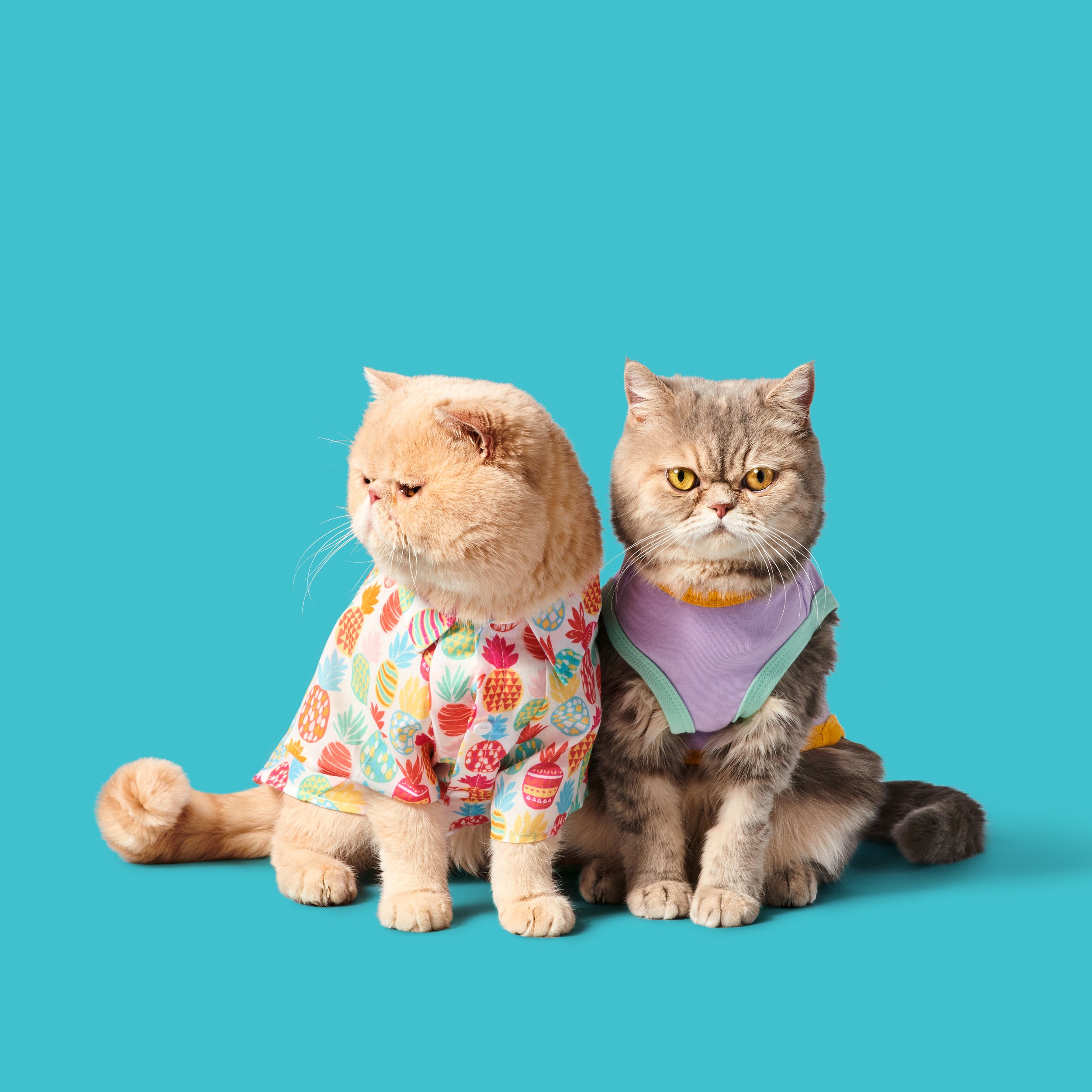 two cats in hawaiian shirts looking grumpy