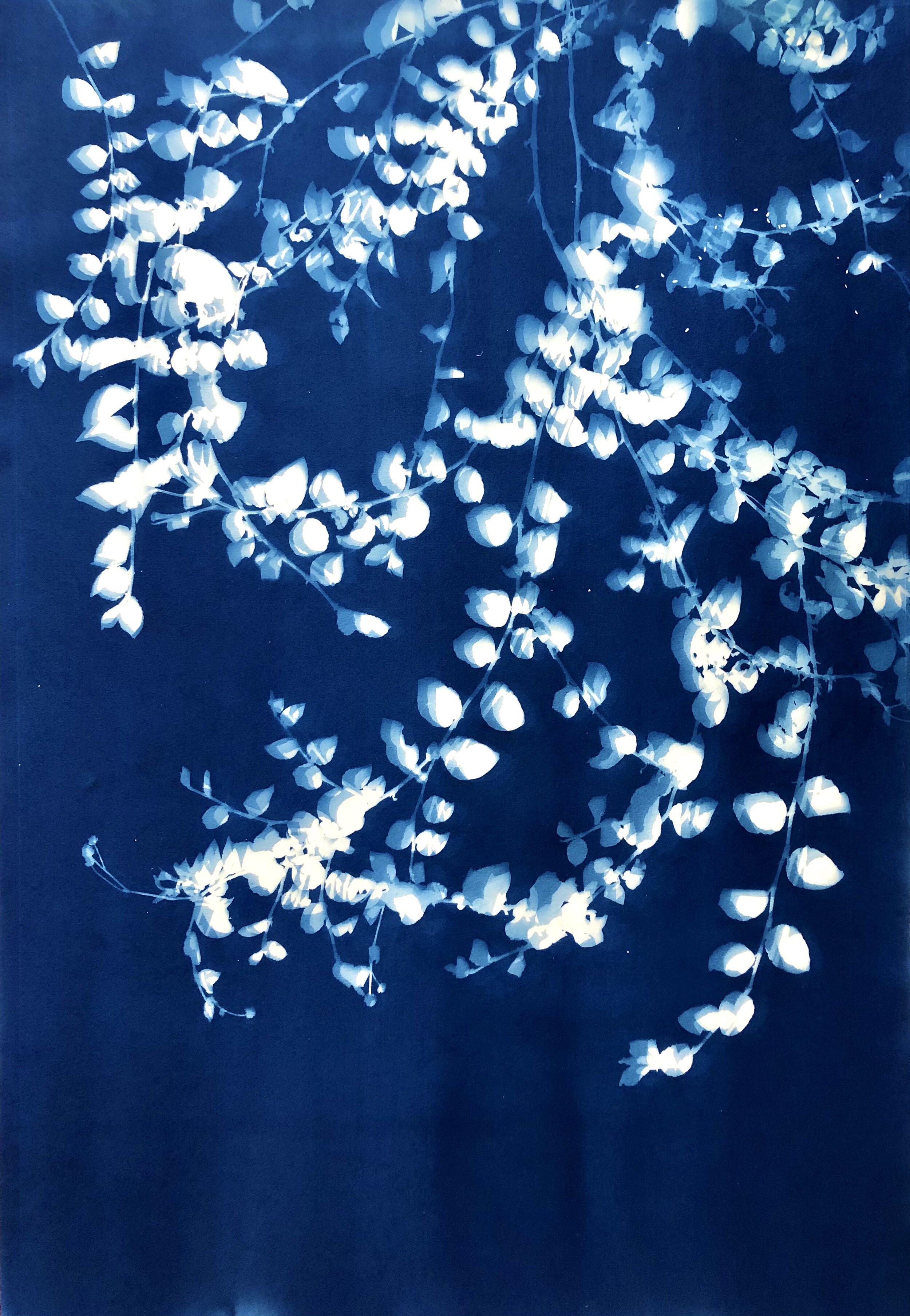 Summer Night Garden.jpg