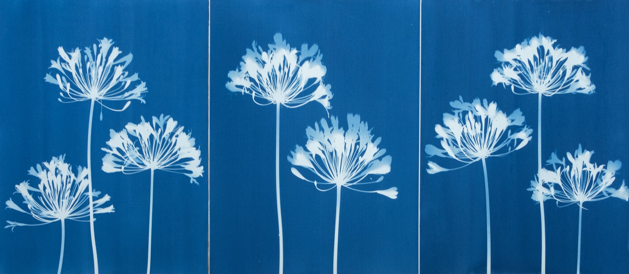 Eight Agapanthus Triptych (10MB).jpg