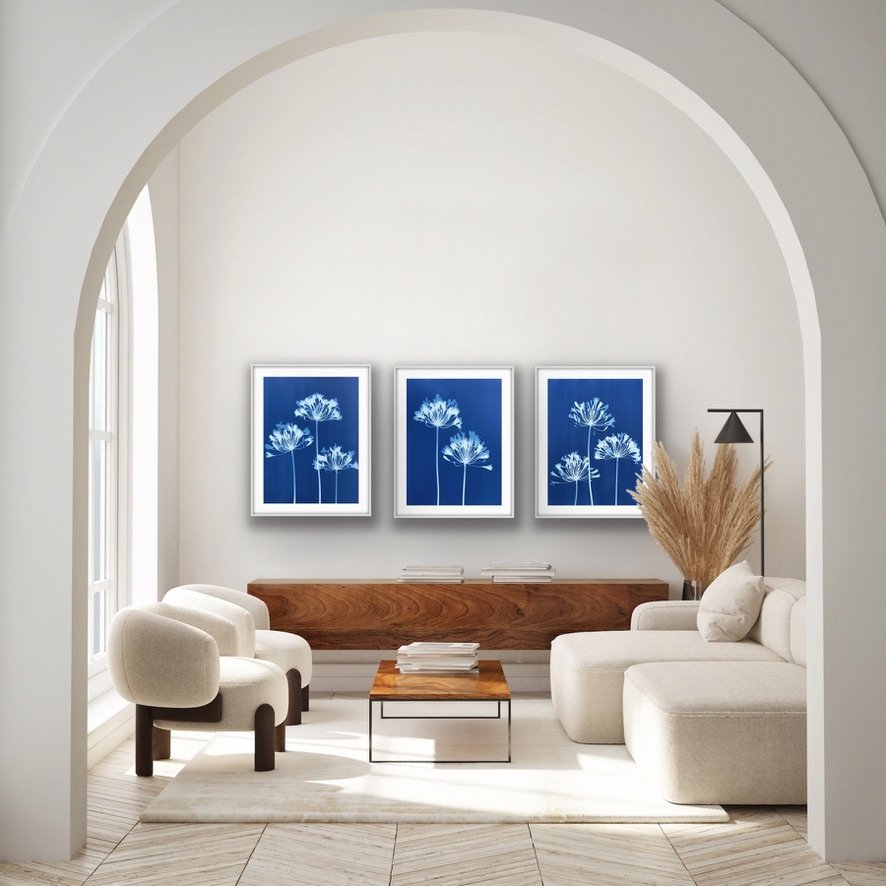 Eight Agapanthus Triptych: 3 framed cyanotypes 32 x 26" each (Framed to 32 x 78 inches total)