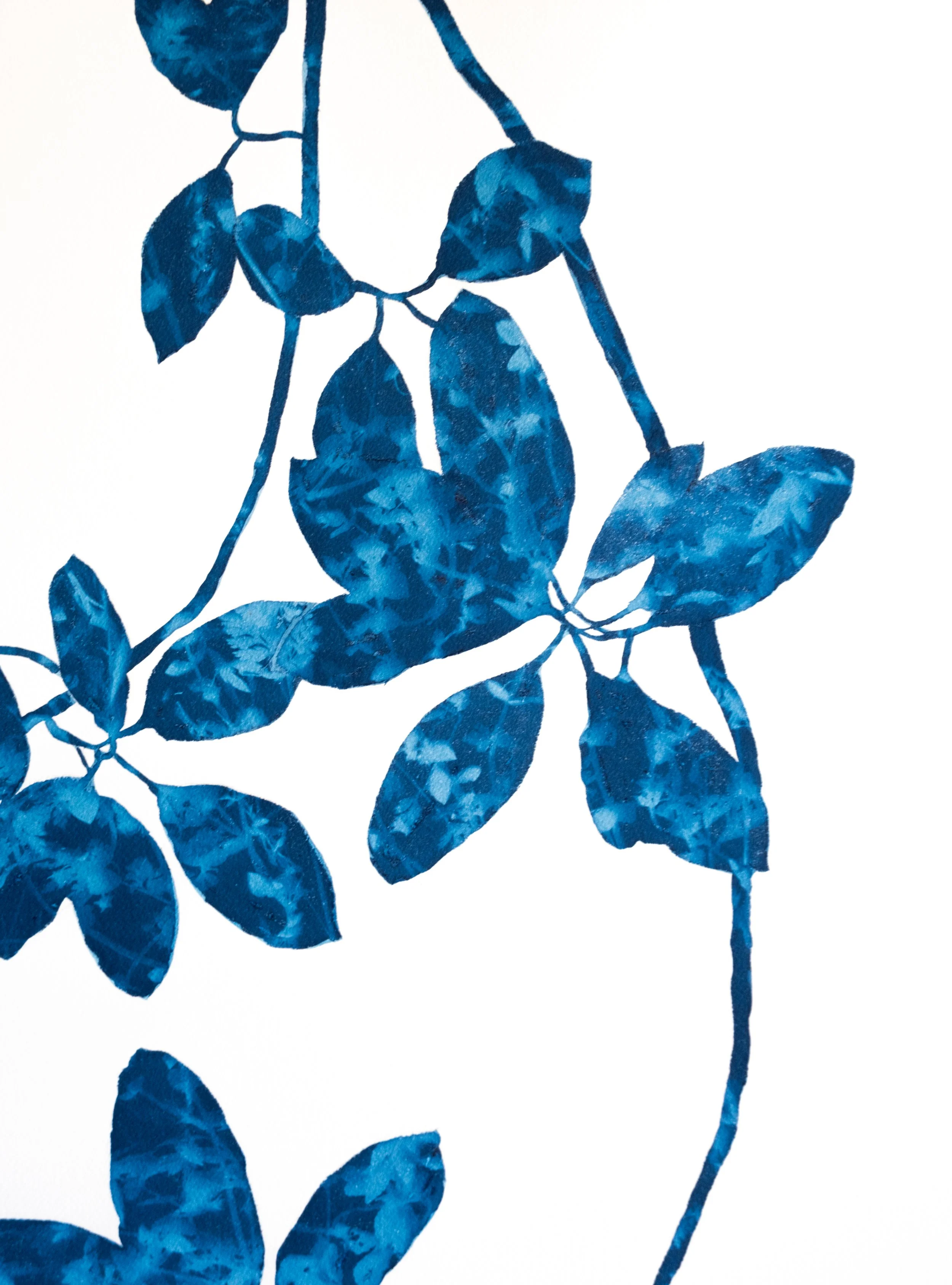 monochromatic blue botanical cyanotype prints by Christine So ...