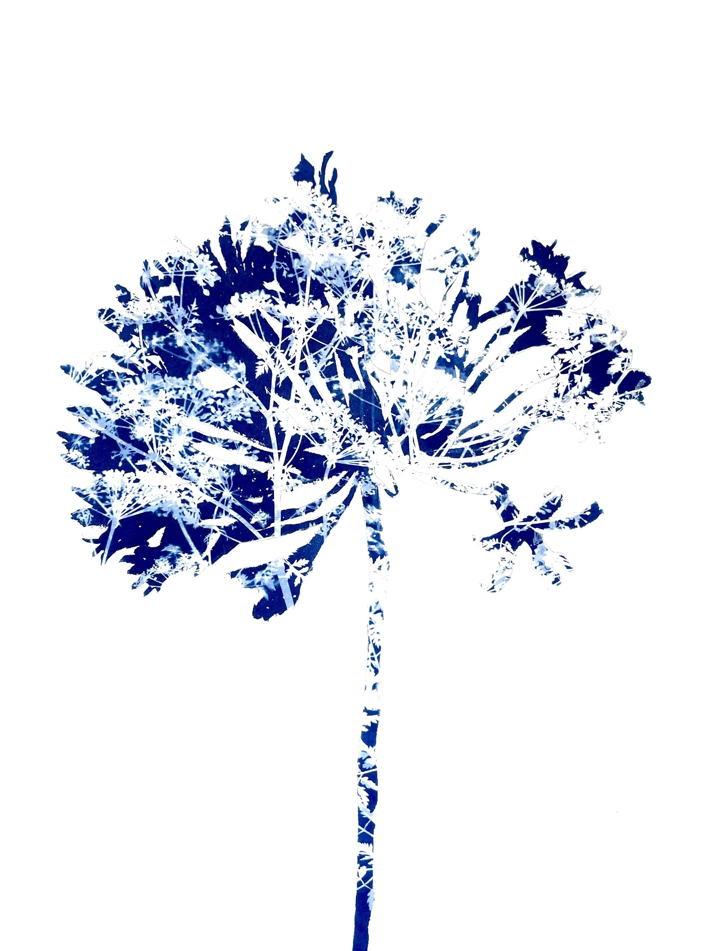 monochromatic blue botanical cyanotype prints by Christine So ...