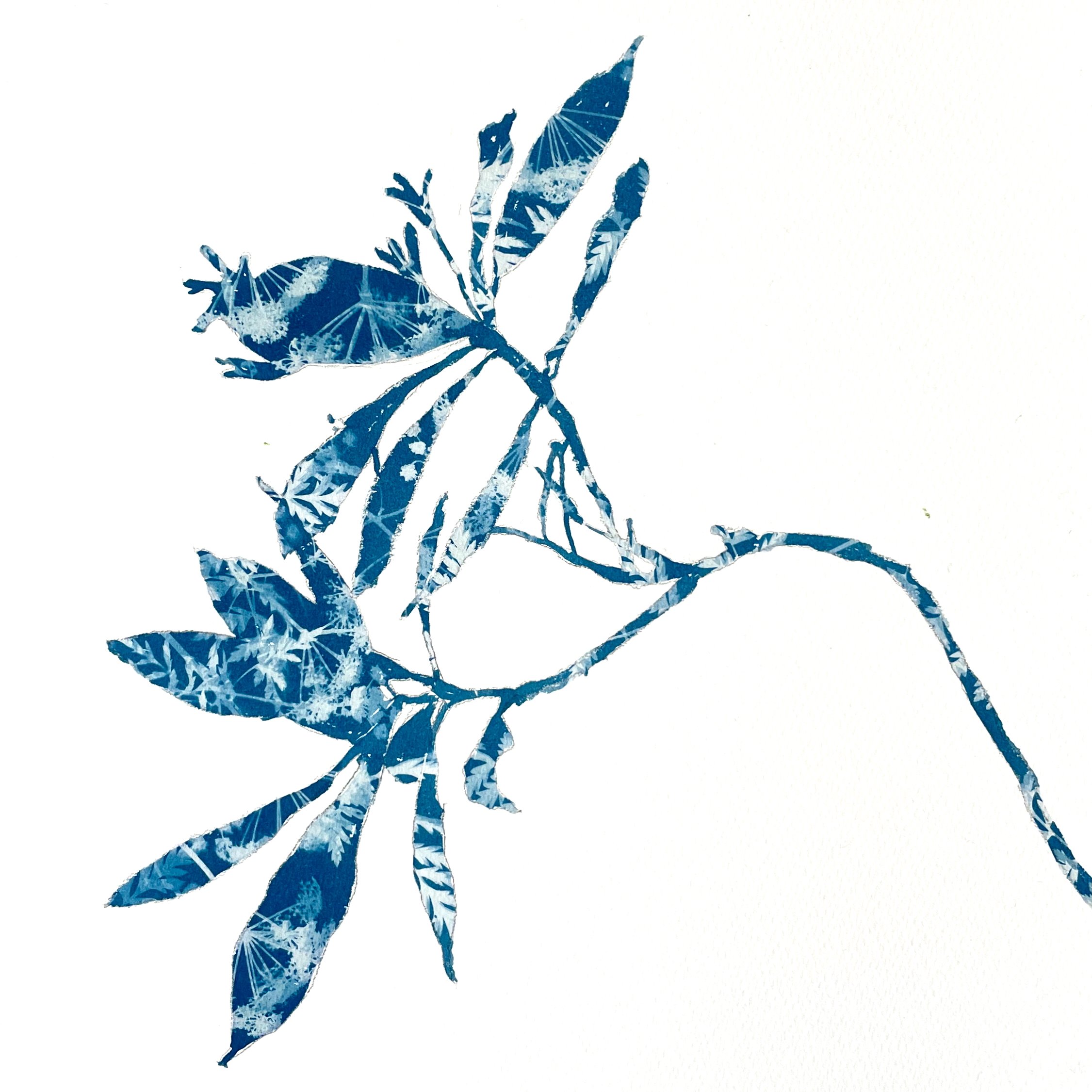 Rhododendron Bud (Unframed 12 x 12 inch cyanotype painting)