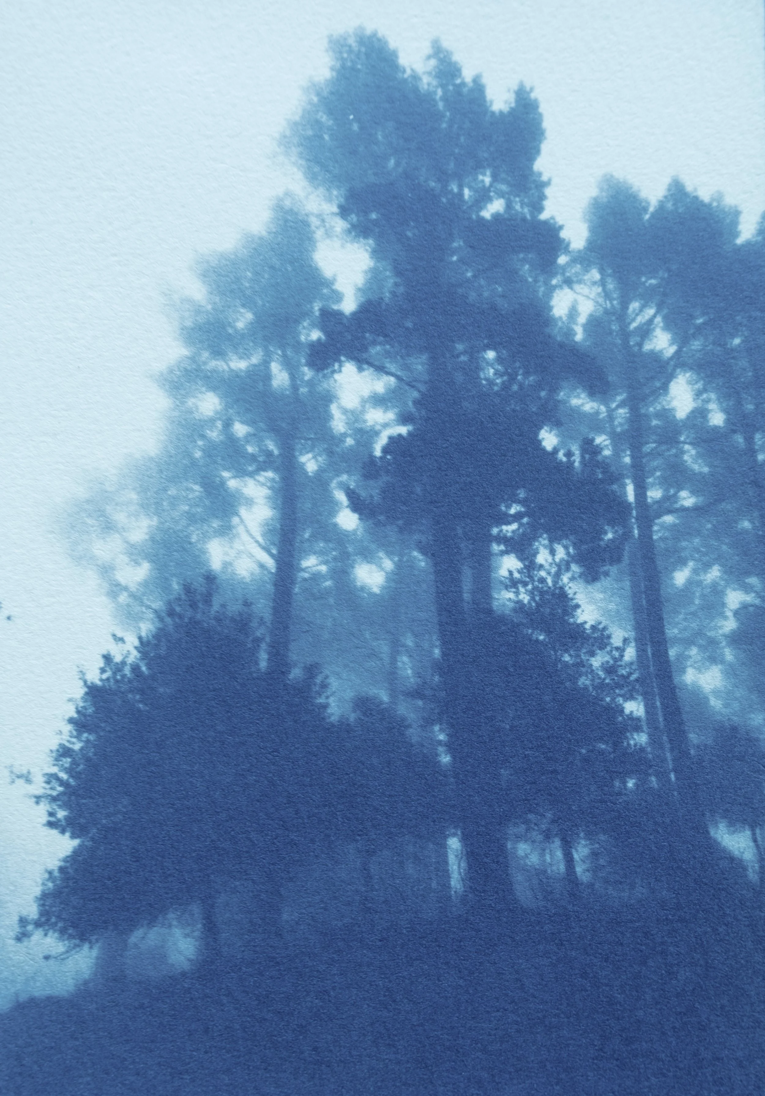 The Day Begins (17 x 11" hand-printed cyanotype, ed. 1 of 3)