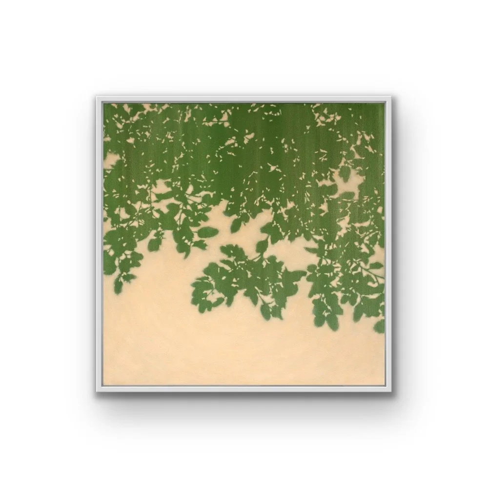 Sunset Oak  (36 x 36" framed acrylic painting on canvas)