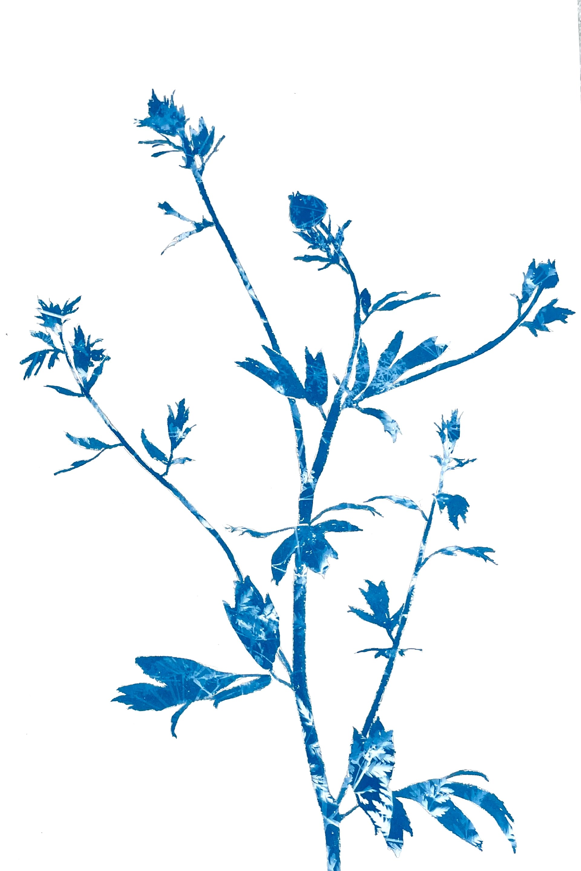 SpringPoppiesII_18x12_1MB.jpeg