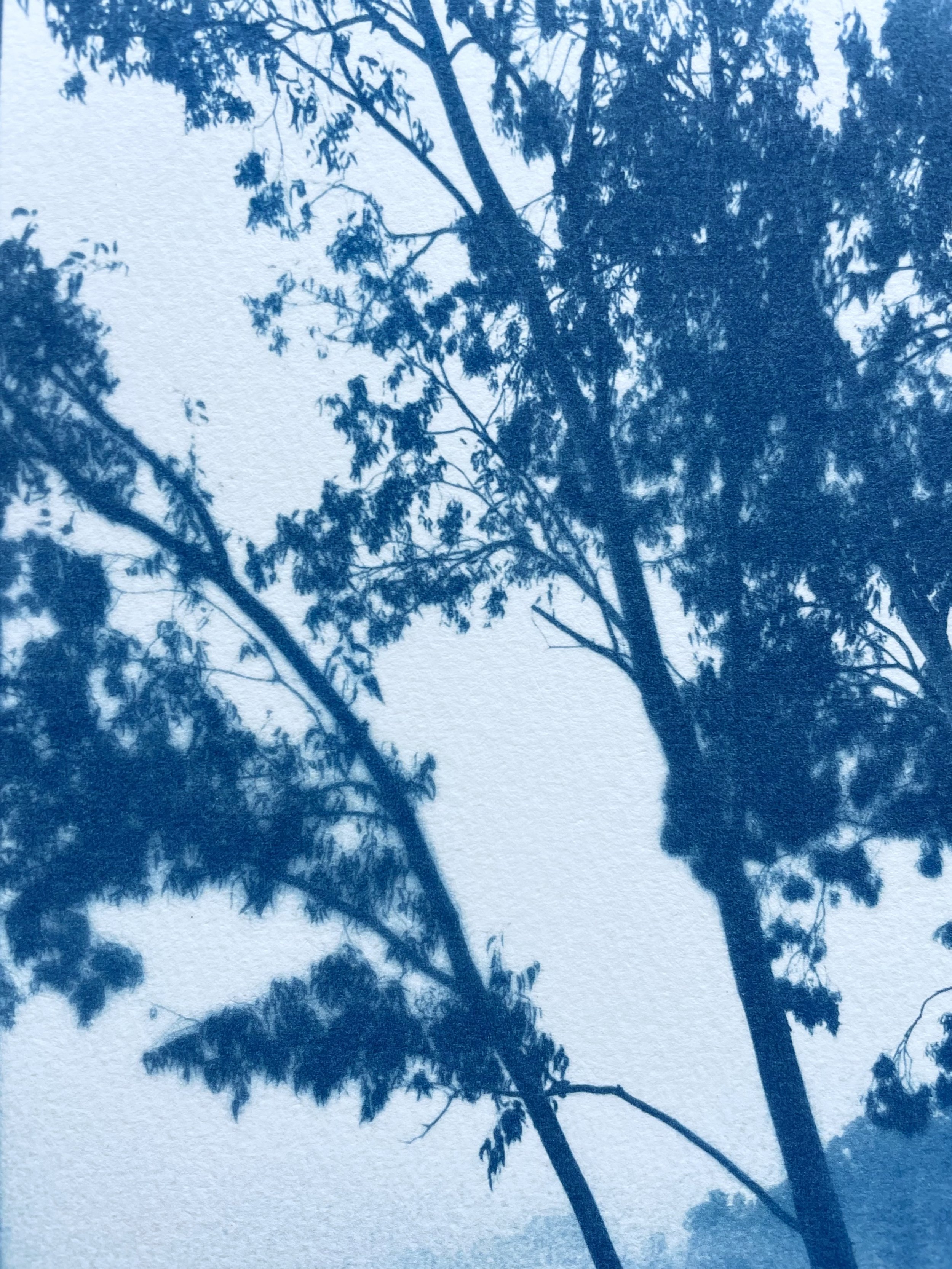 EucalyptusValey_detail1.jpeg