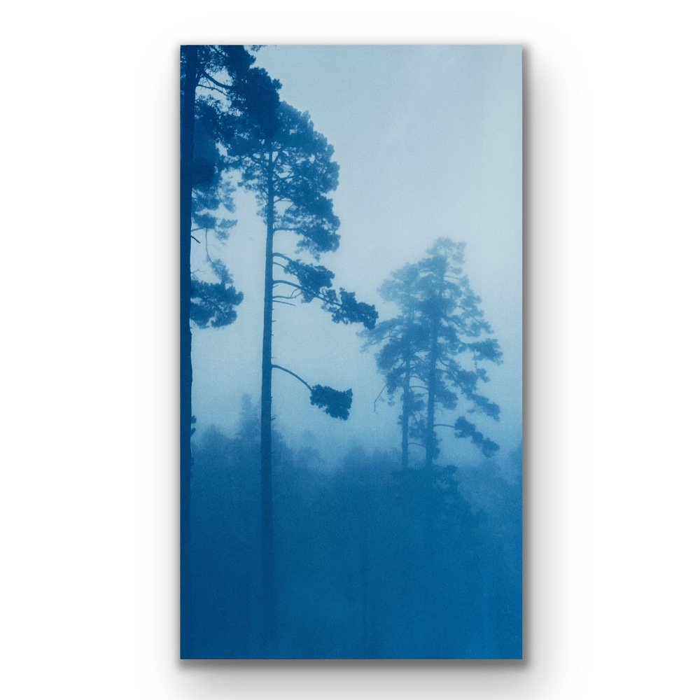 The Tallest Pine (18 x 10 in. cyanotype)
