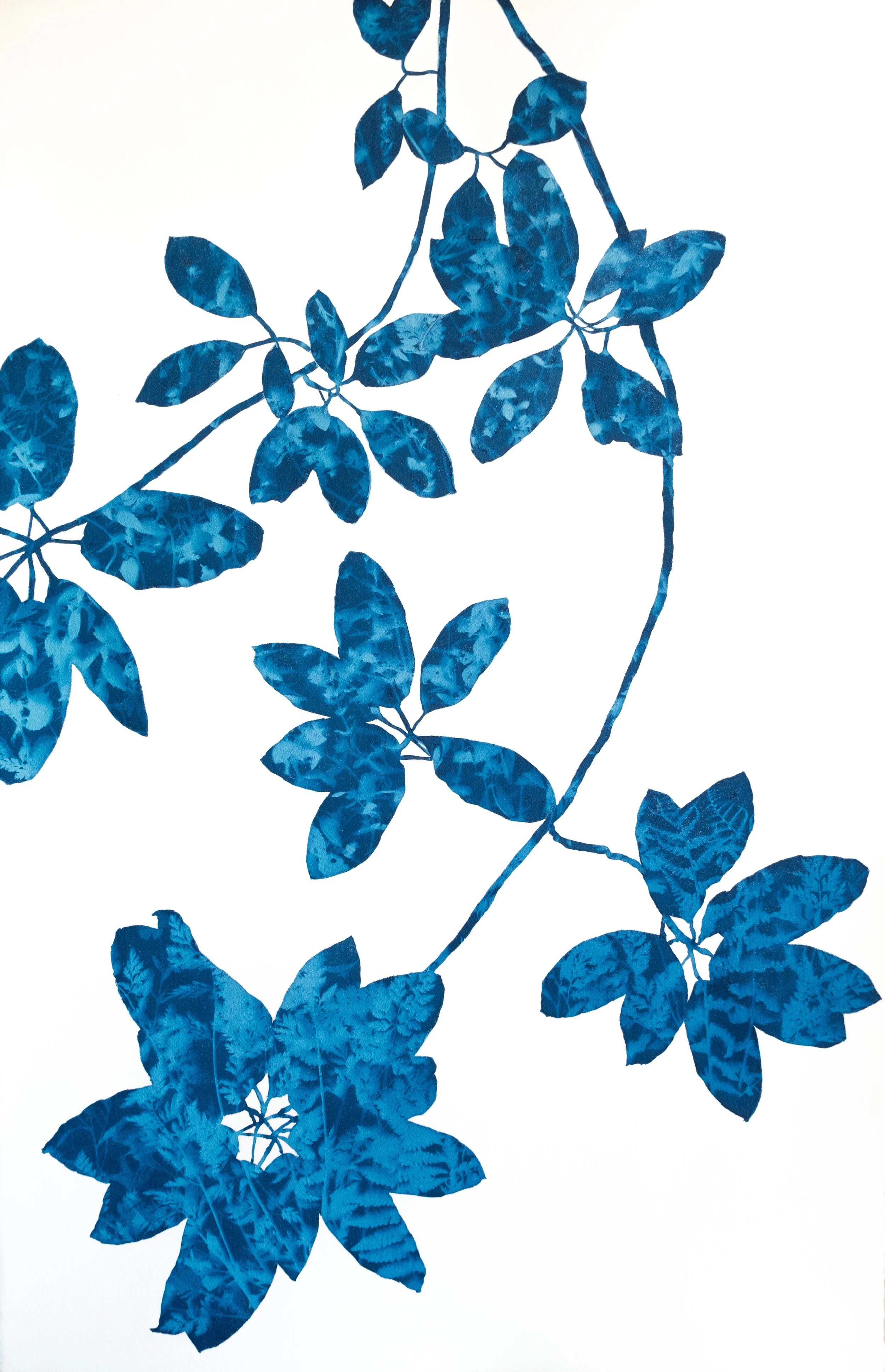 monochromatic blue botanical cyanotype prints by Christine So ...