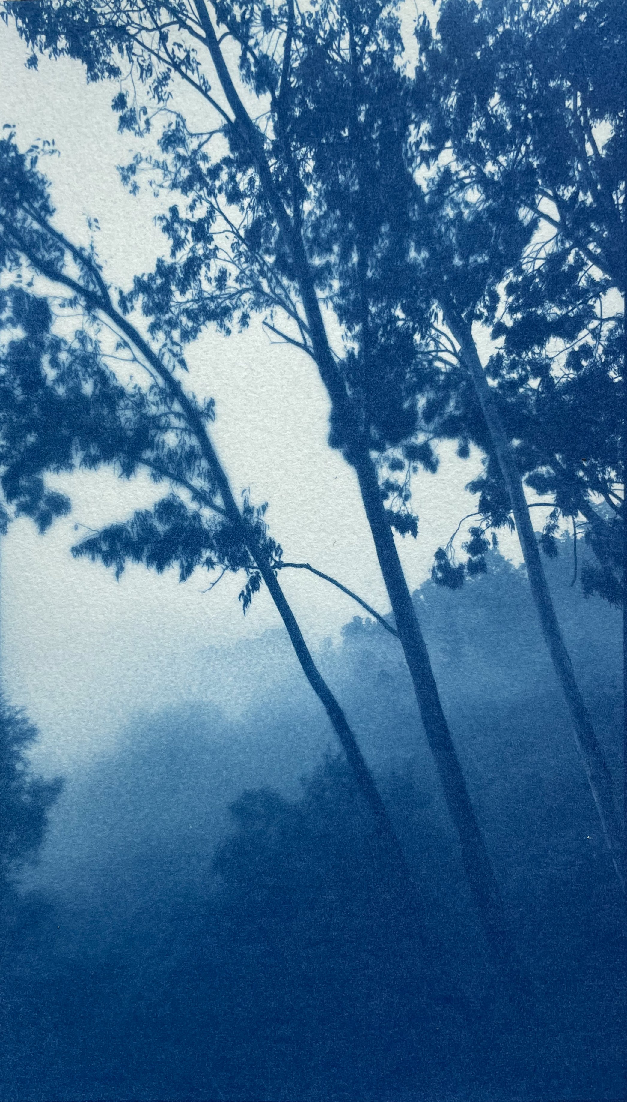 EucalyptusValley_7x11_7MB.jpeg