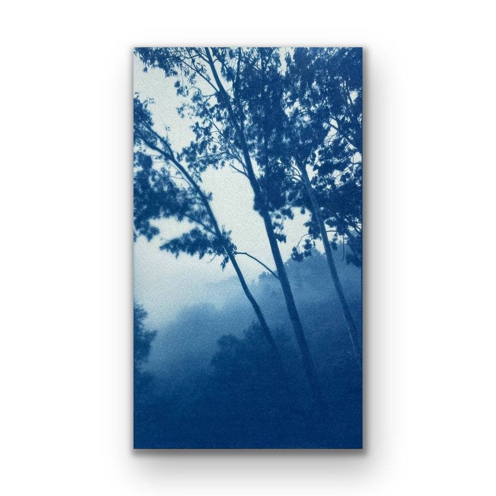 Eucalyptus Valley (6.5 x 11" original hand-printed cyanotype)
