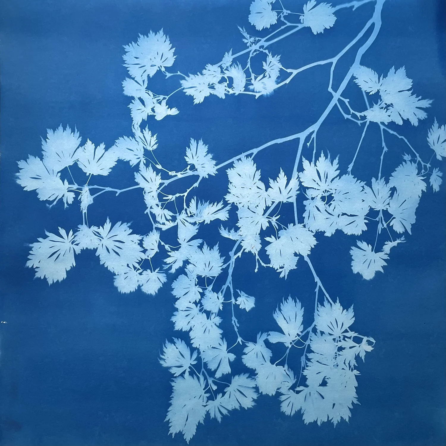monochromatic blue botanical cyanotype prints by Christine So ...