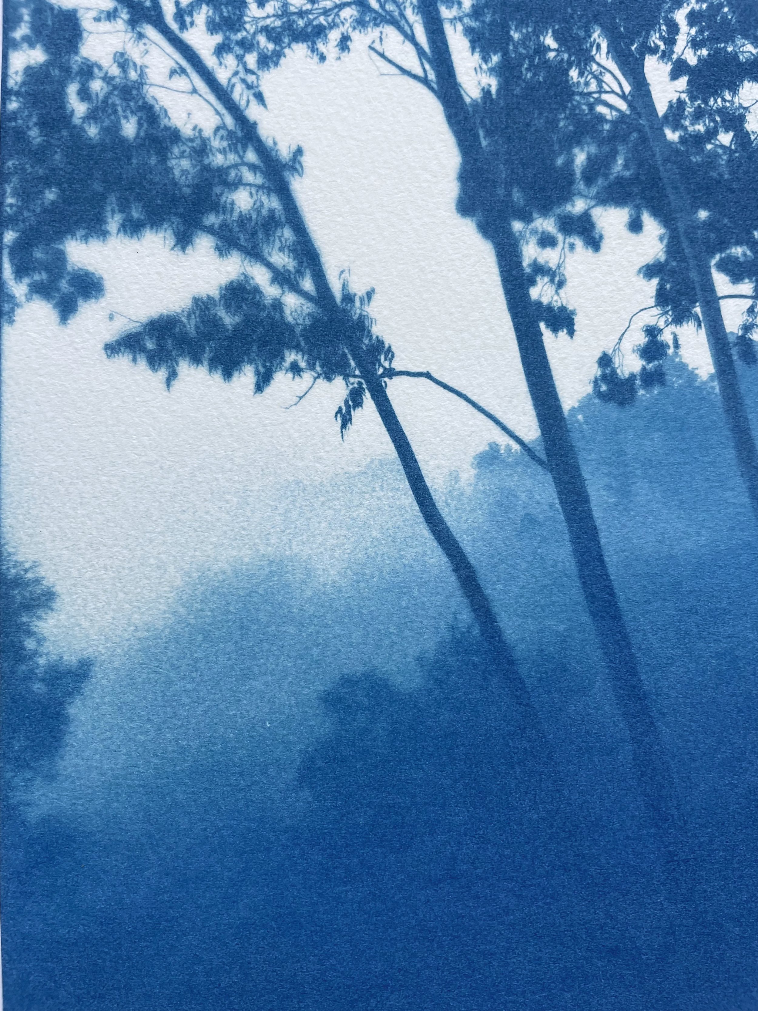 EucalyptusValley_detail3.jpeg