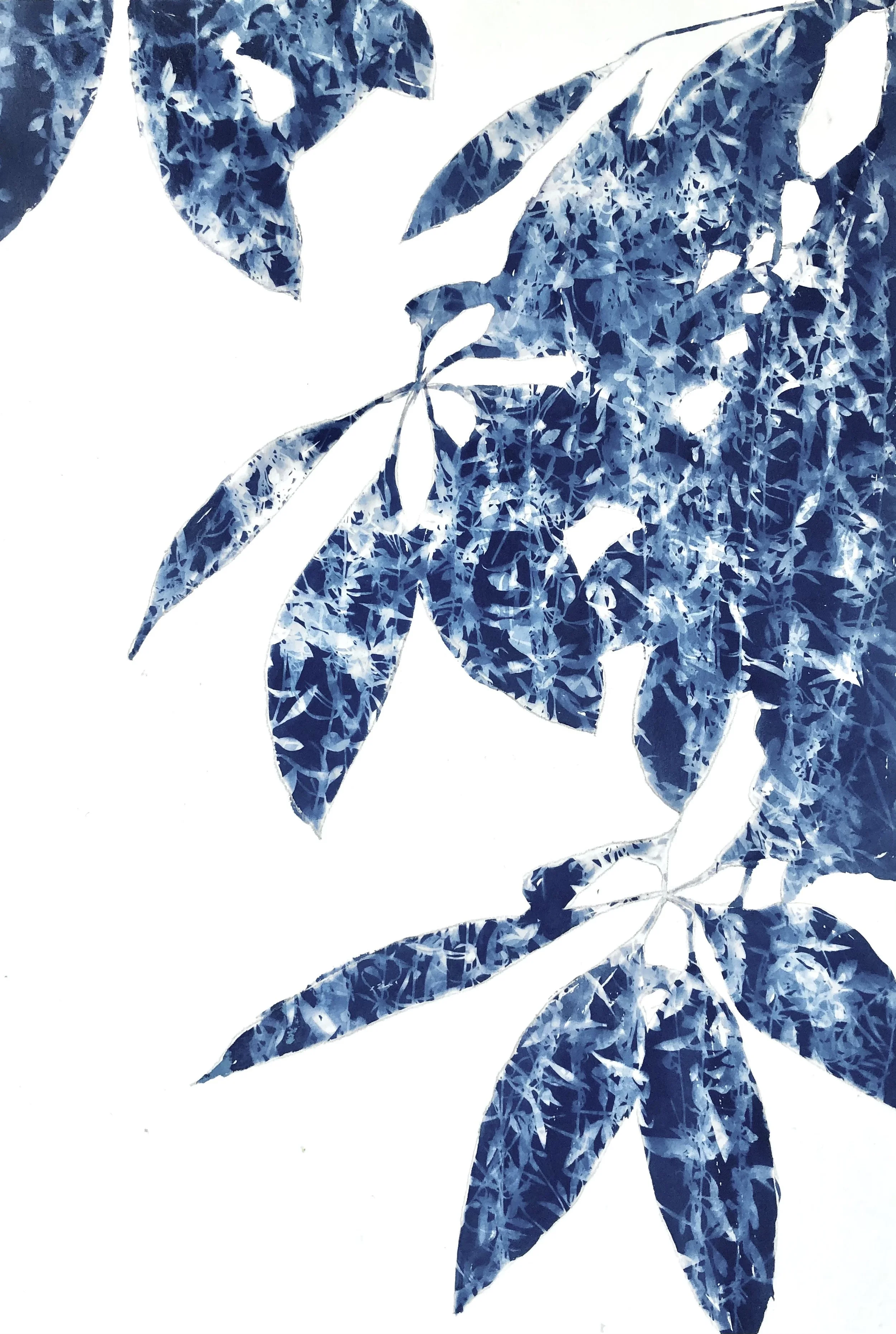 monochromatic blue botanical cyanotype prints by Christine So ...