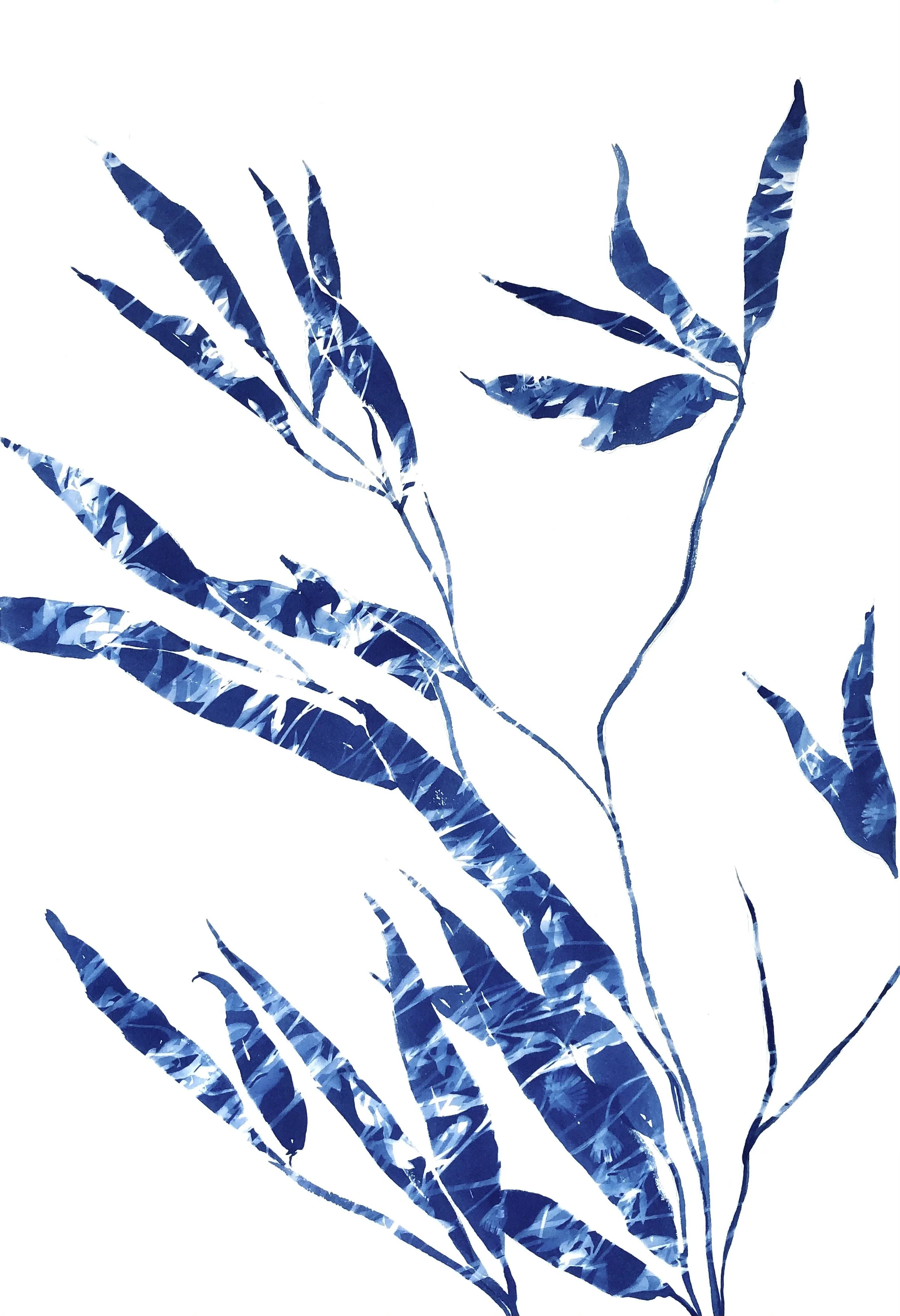 monochromatic blue botanical cyanotype prints by Christine So ...