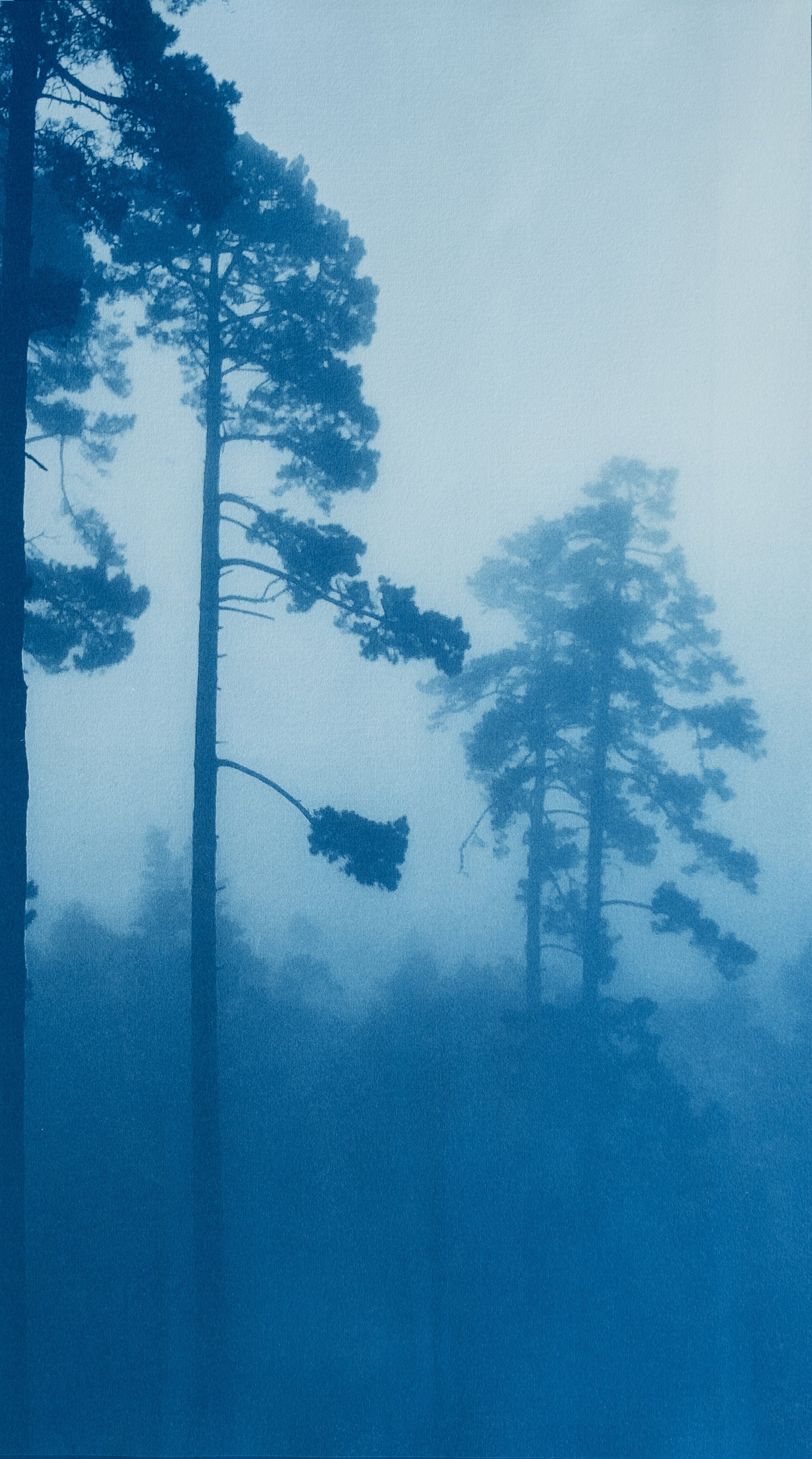 The Tallest Pine (5MB).jpeg