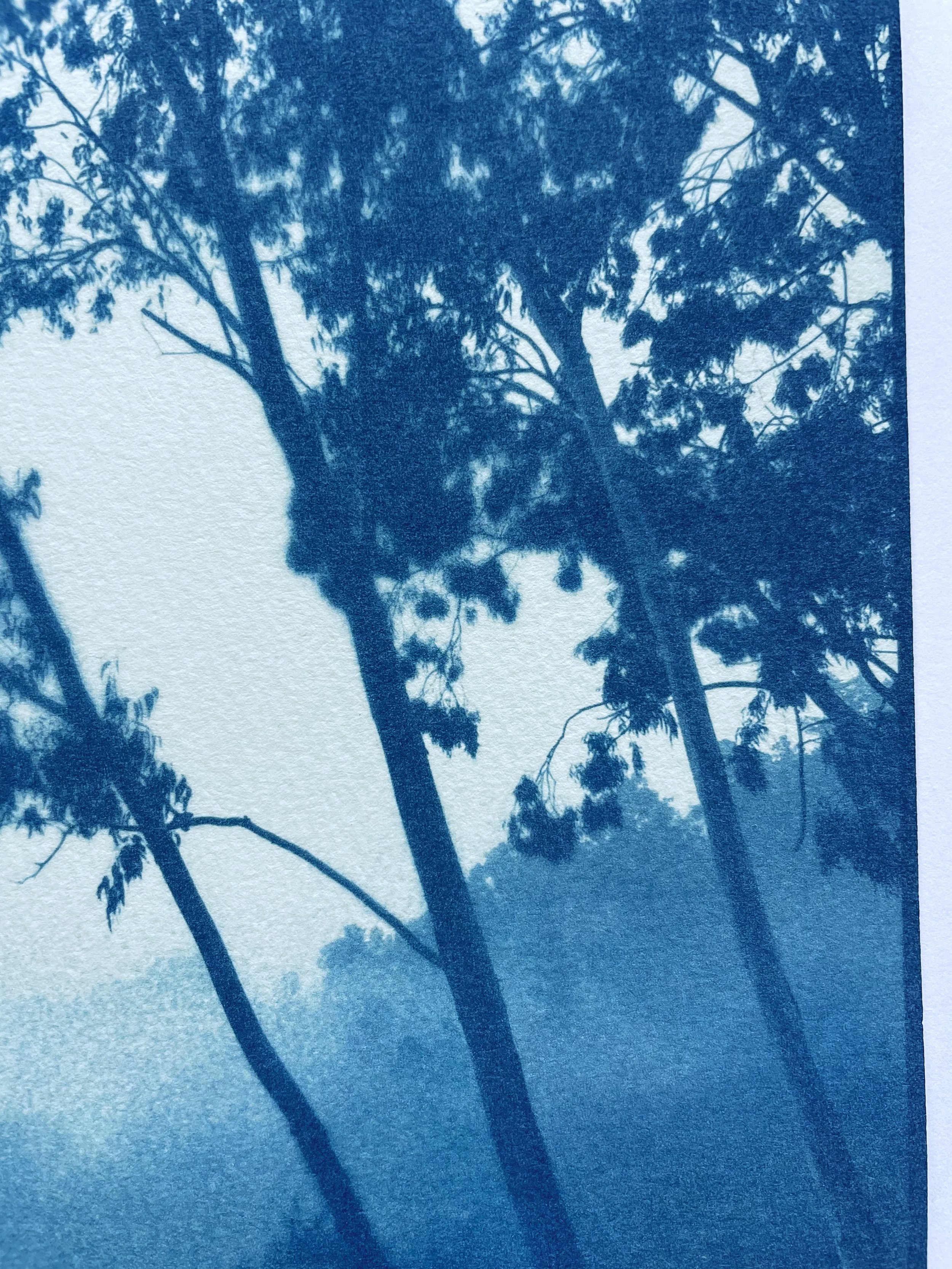 EucalyptusValley_detail2.jpeg