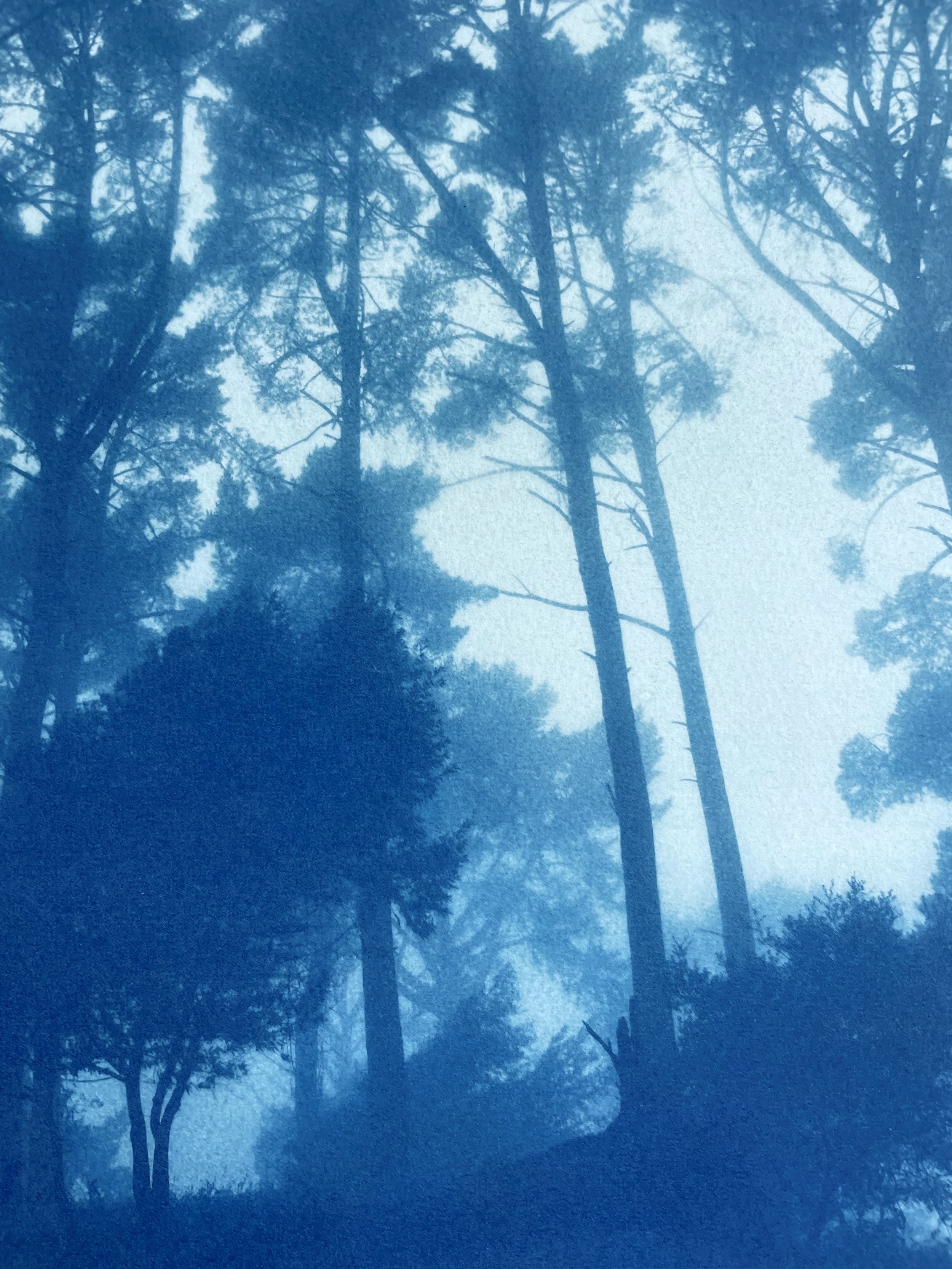 FallenPine_12x17_Detail3.jpeg