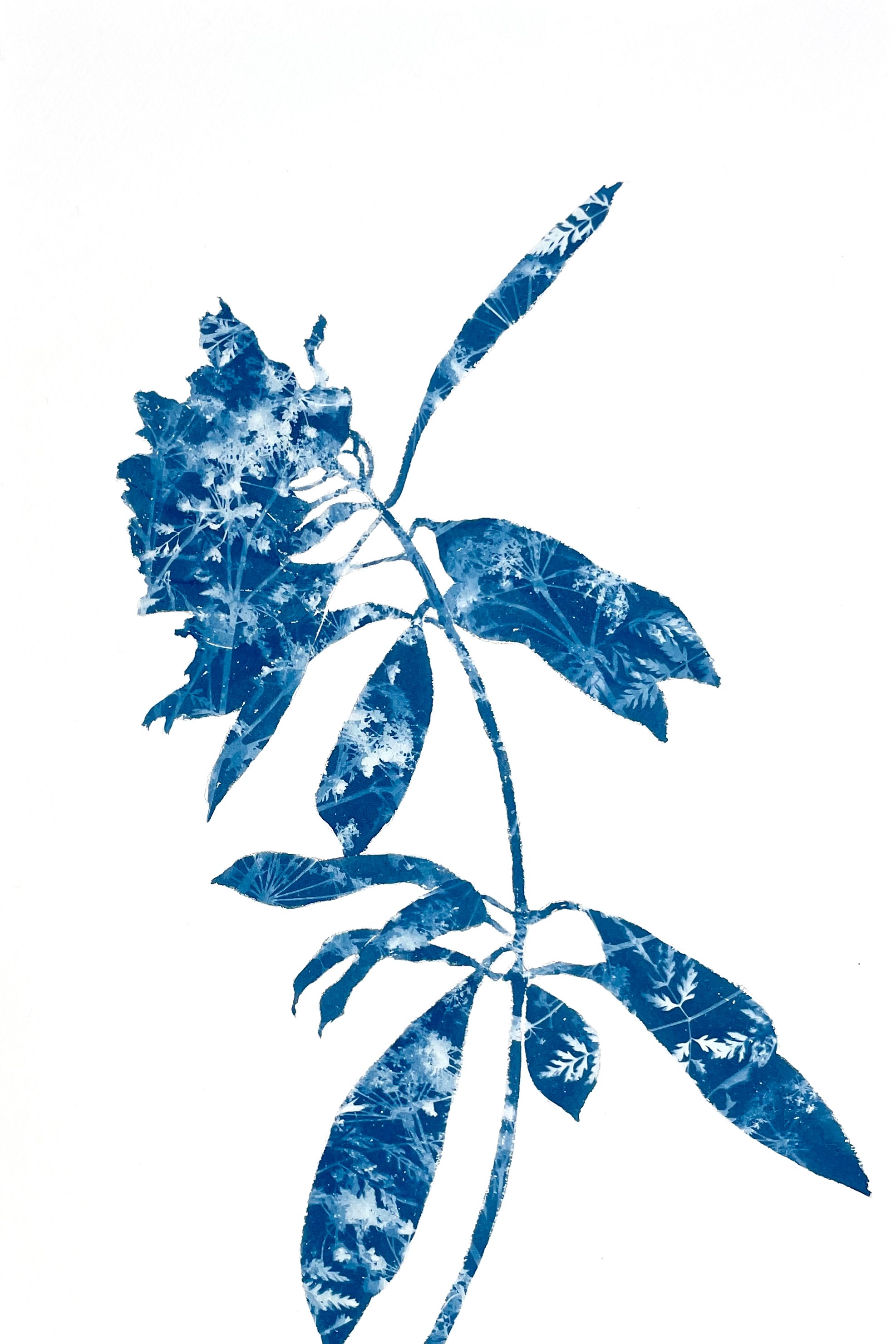 SpringRhododendronV_18x12_2MB.jpeg