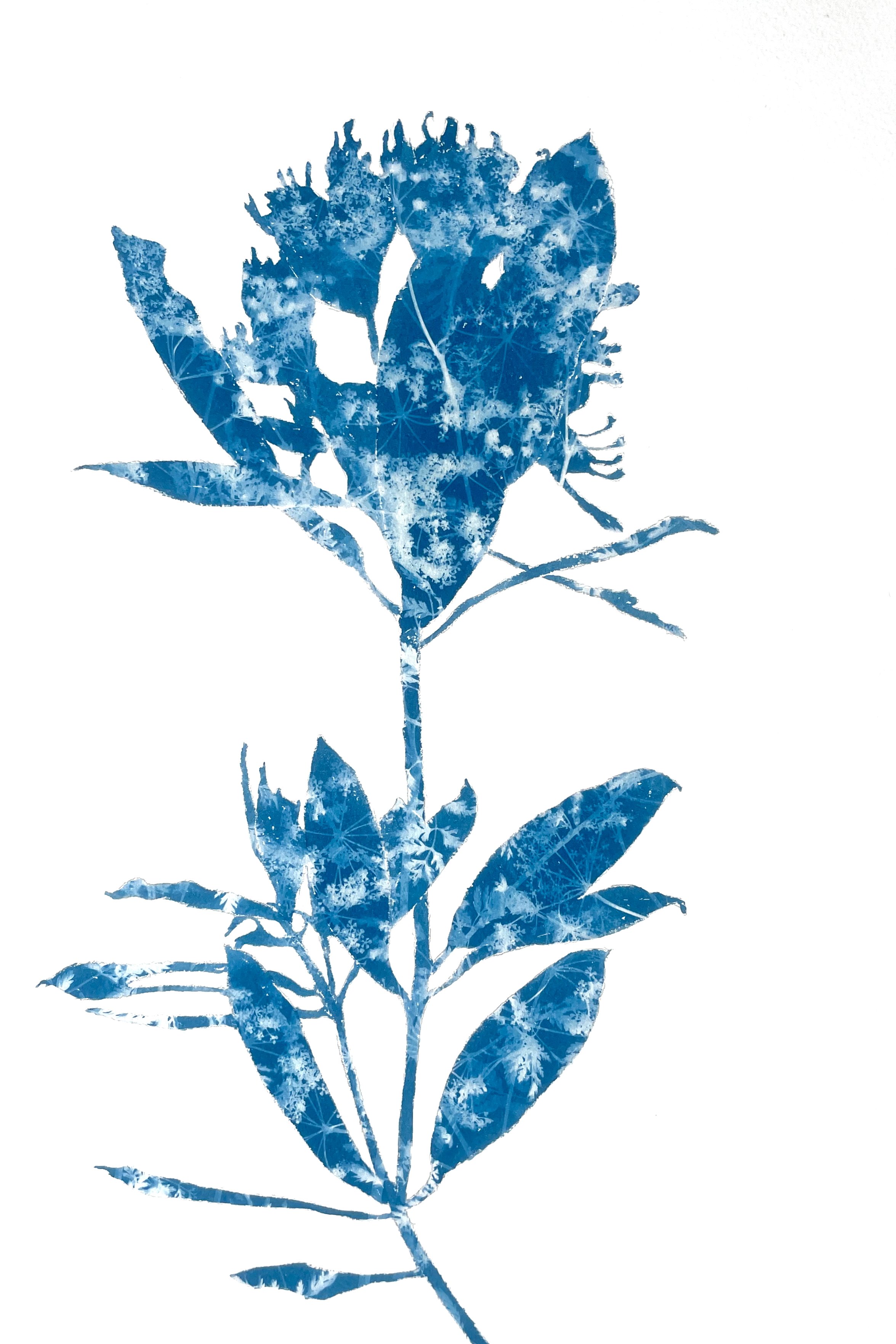 RhododendronBranch_III_18x12_2MB.jpeg