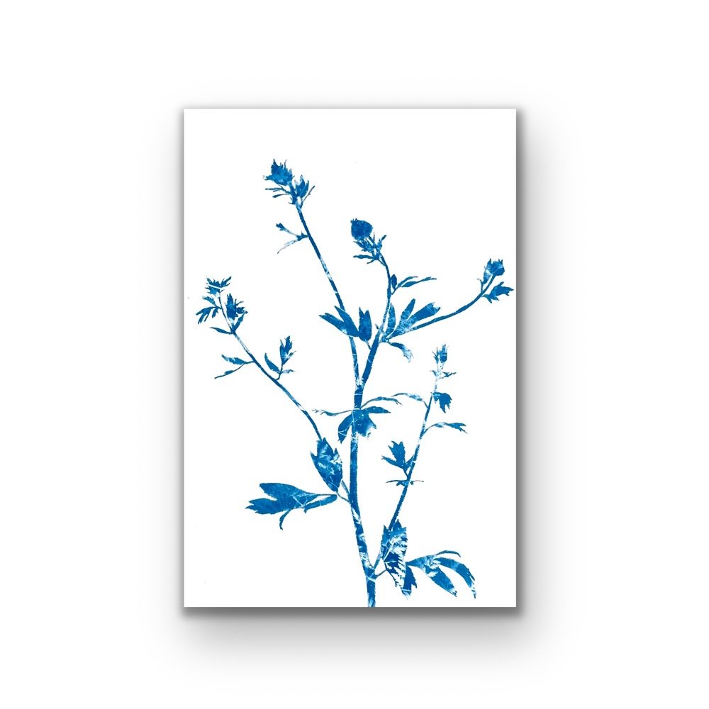 Spring Poppies II (Unframed 18 x 12" original cyanotype painting on paper)