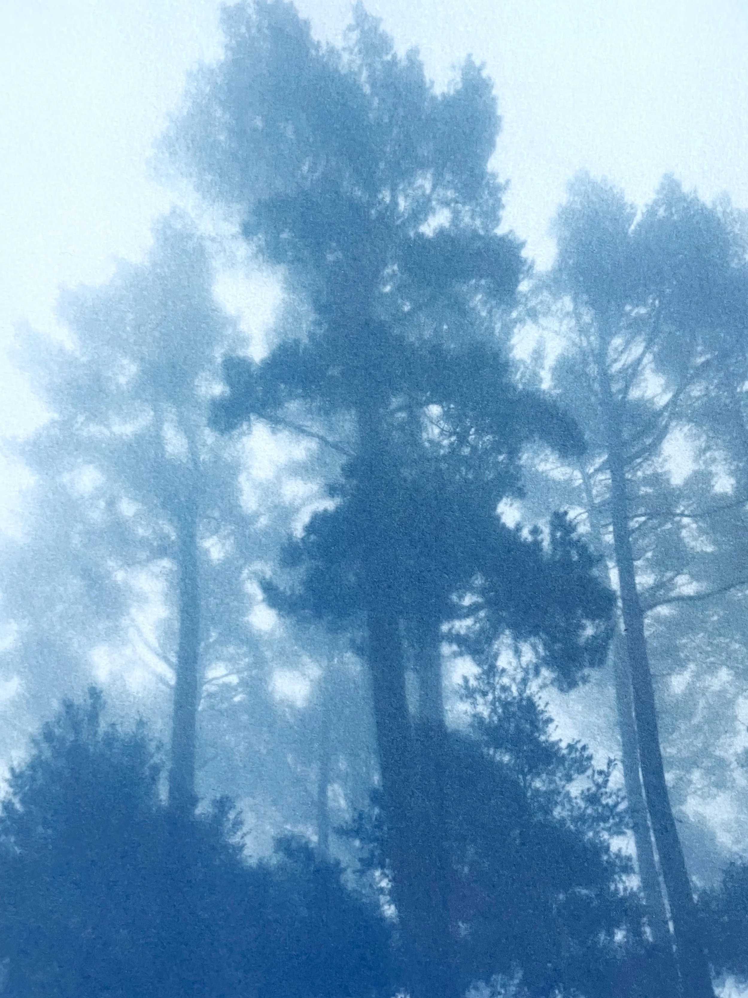 IMG_2093.jpeg (Copy)