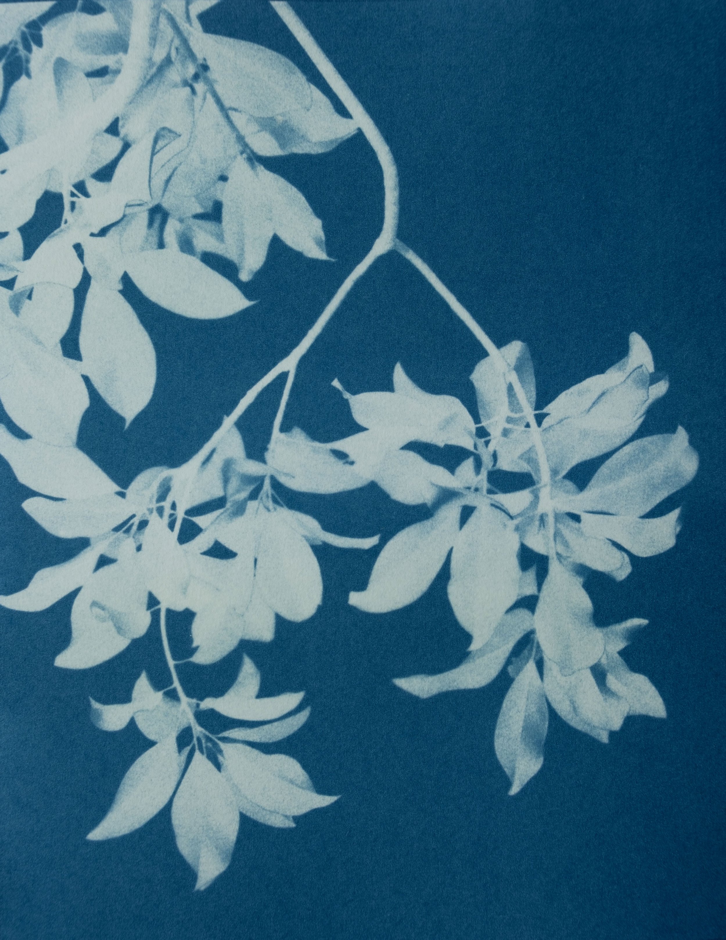 MoonlightMagnolia2_Lessgreen_8.5x11_3MB.jpeg