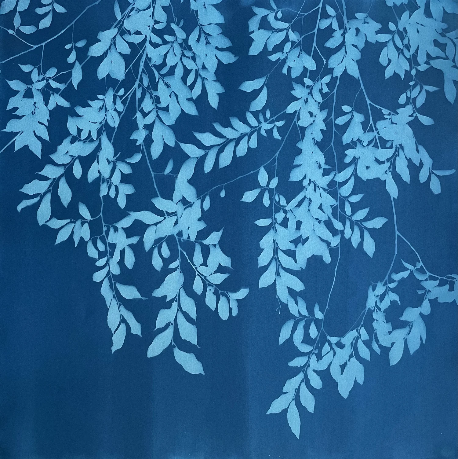 monochromatic blue botanical cyanotype prints by Christine So ...