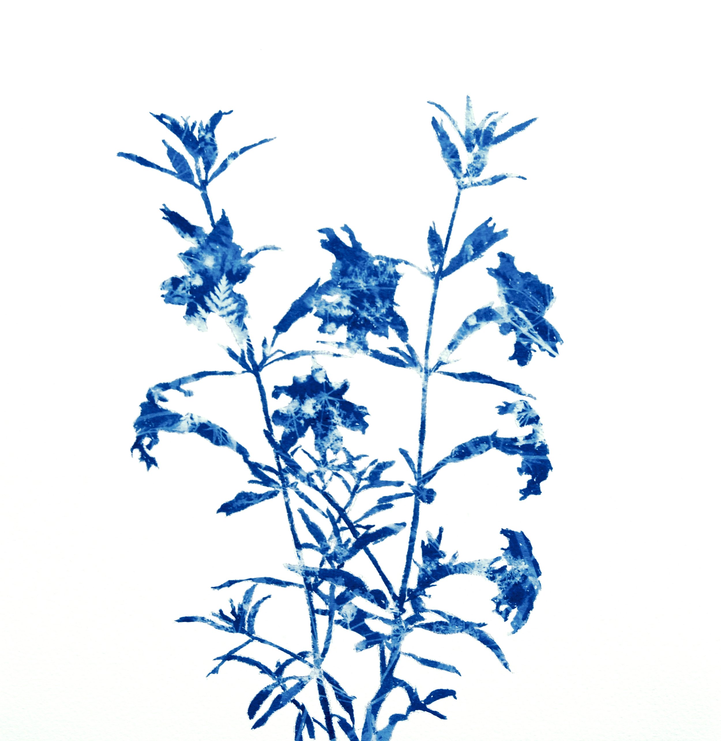 TinyWIldflowers_12x12_5MBBestColor.jpeg