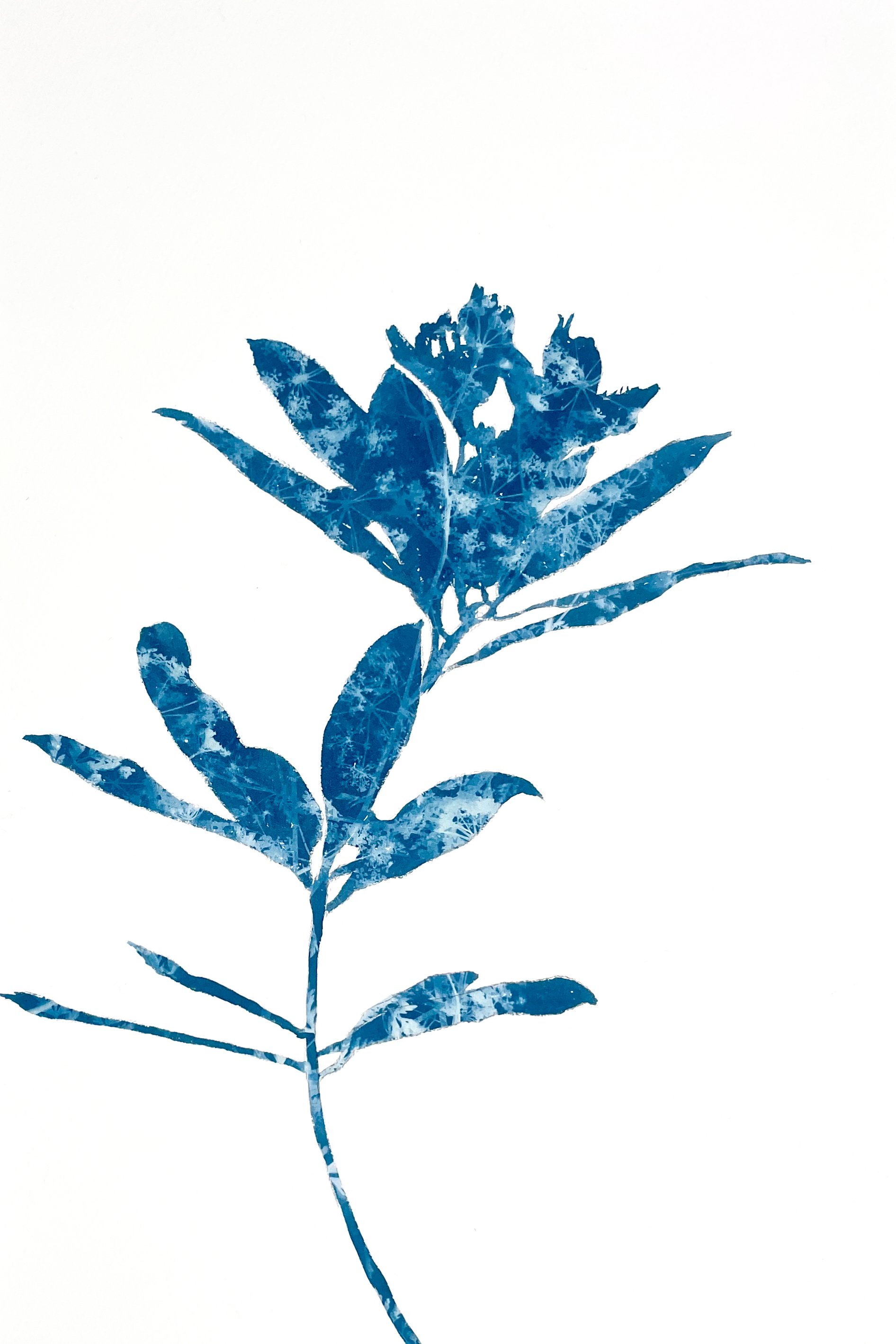 RhododendronBranch_II_18x12_1MB.jpeg