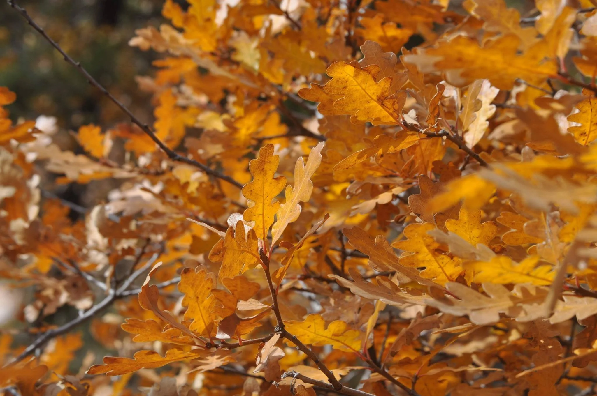 Close-up of autumn oak leaves in various shades of orange and yellow on tree branches