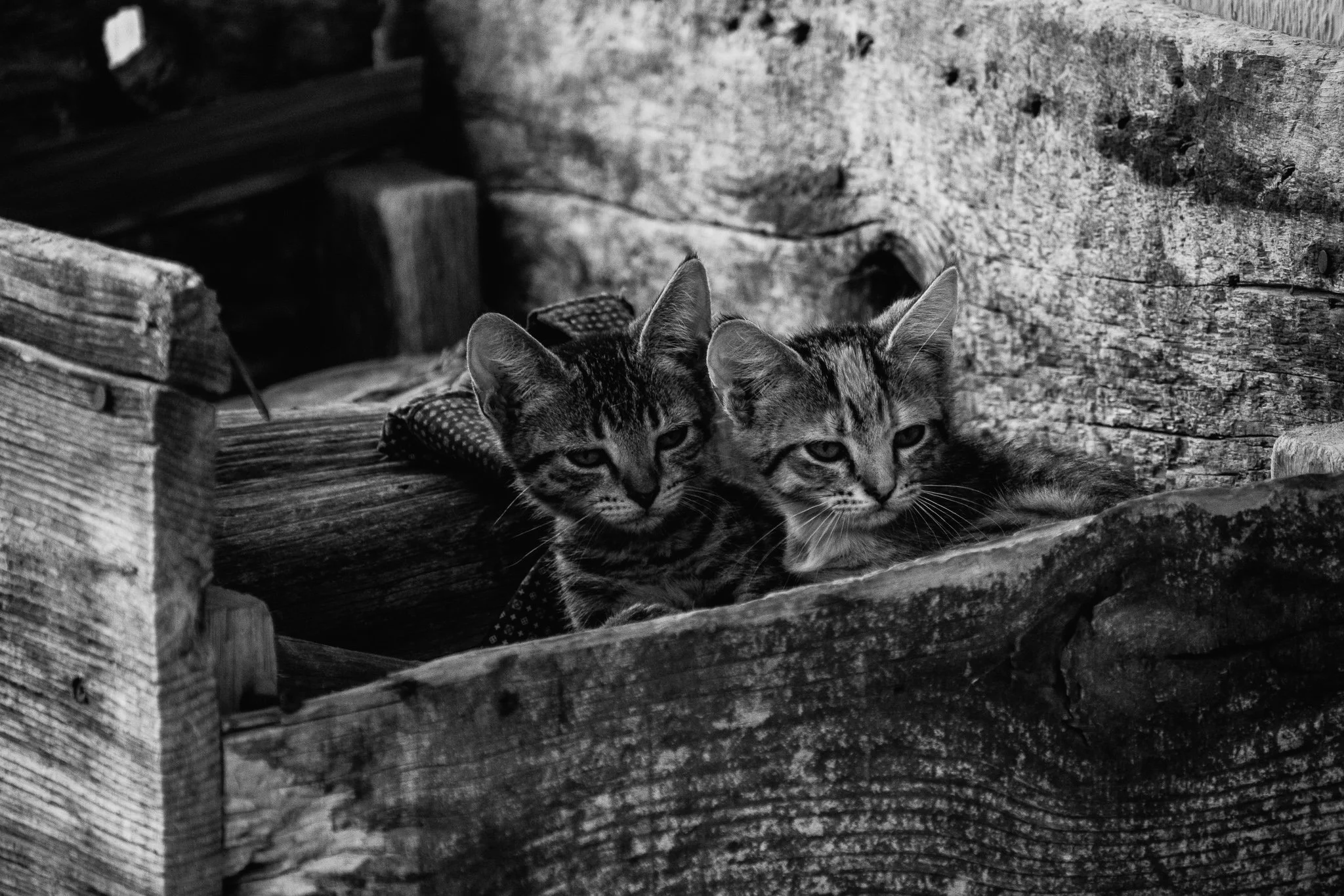 Two tabby cats lying close together in a rustic wooden box.