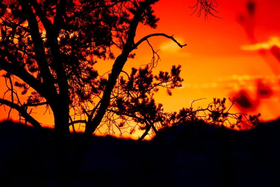Silhouette of a tree against a vibrant orange and yellow sunset sky