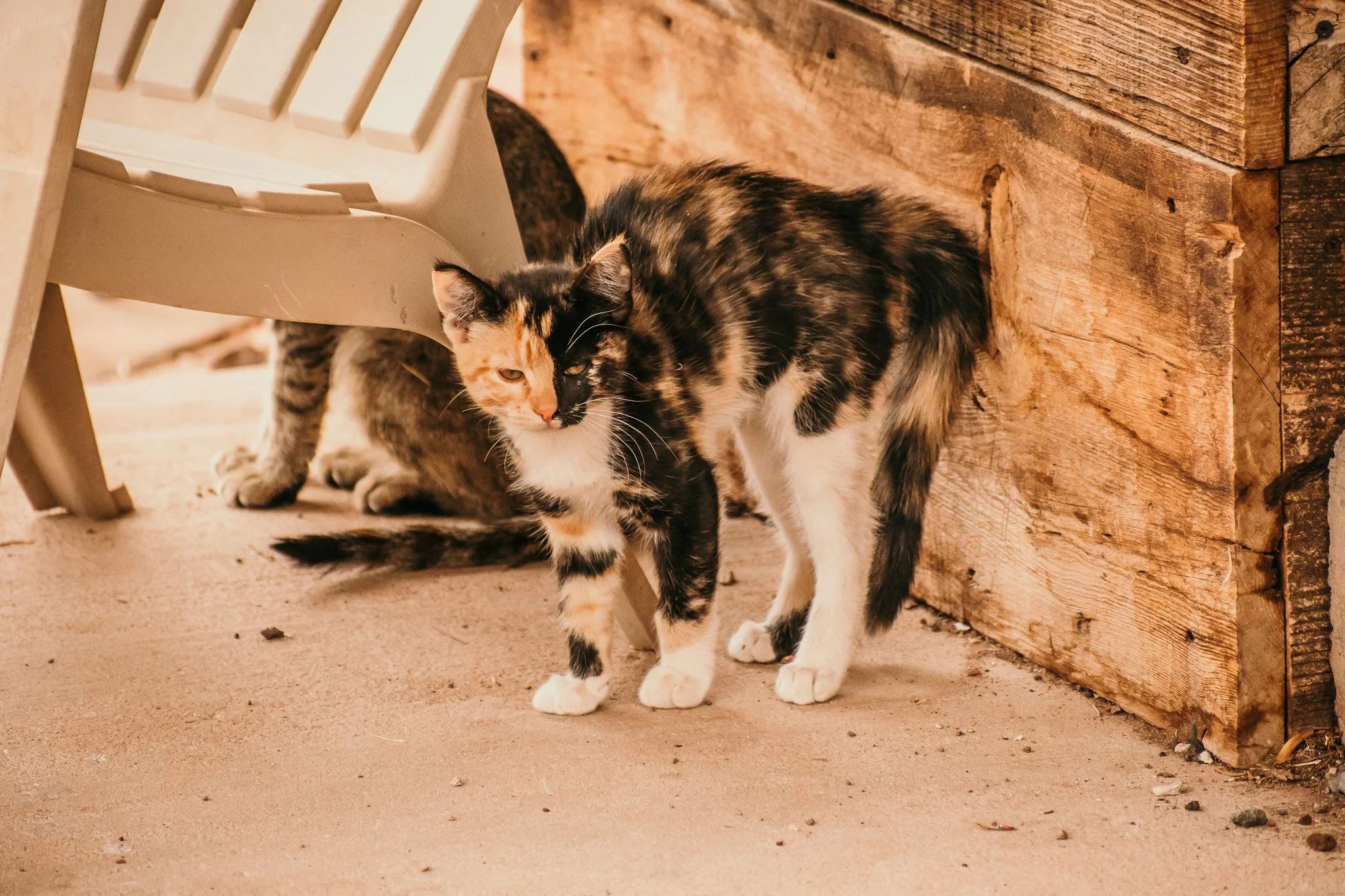 Two calico cats standing on a concrete floor near a wooden wall, one partially under a chair.
