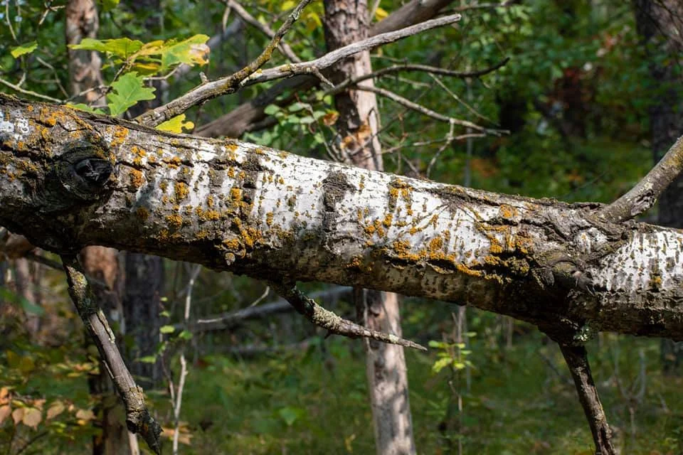 Fallen tree branch with moss and lichen, in a forest with green foliage in the background.