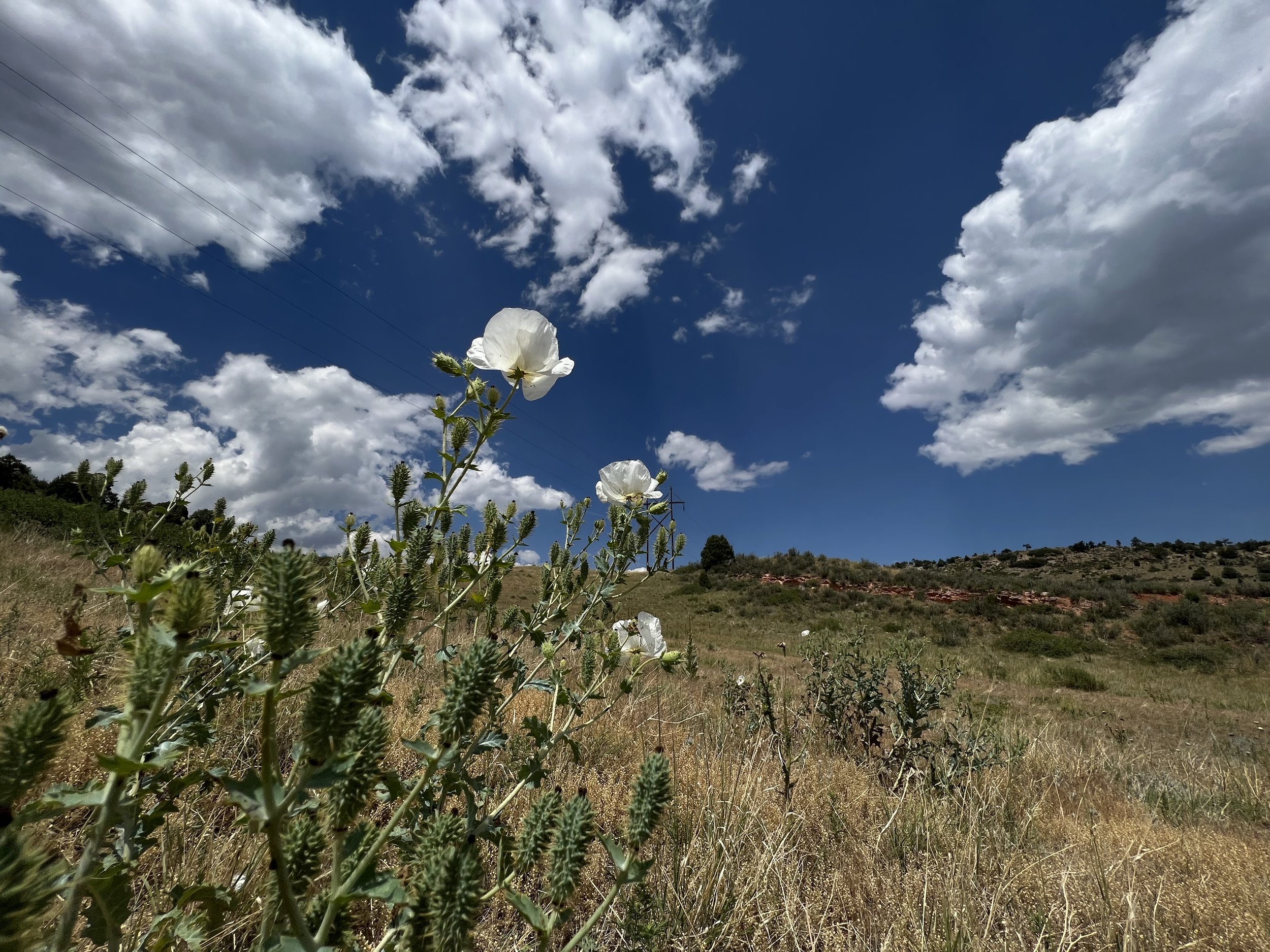 prickly poppy flowers & skies.jpeg