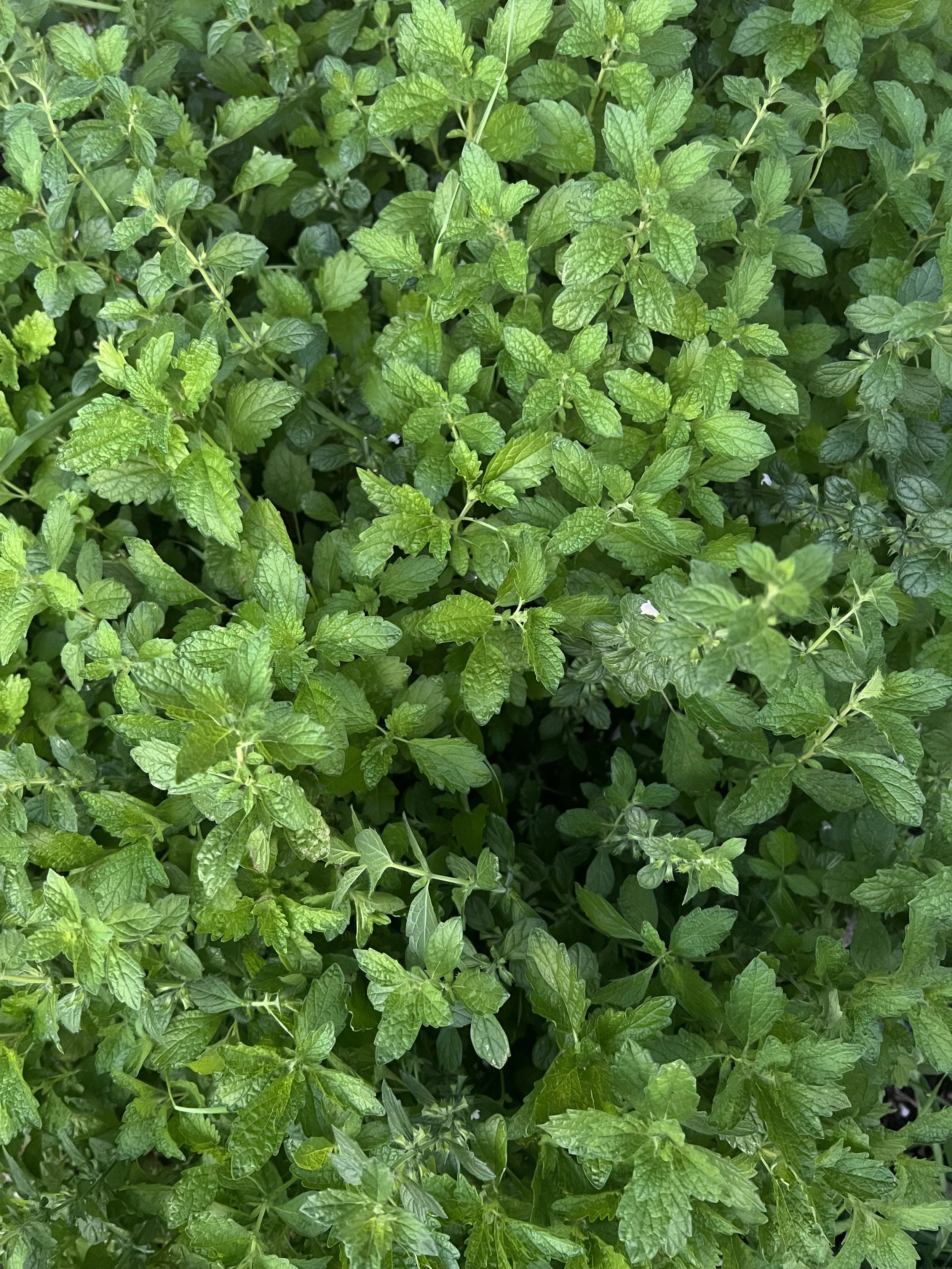 lemon balm glycerite