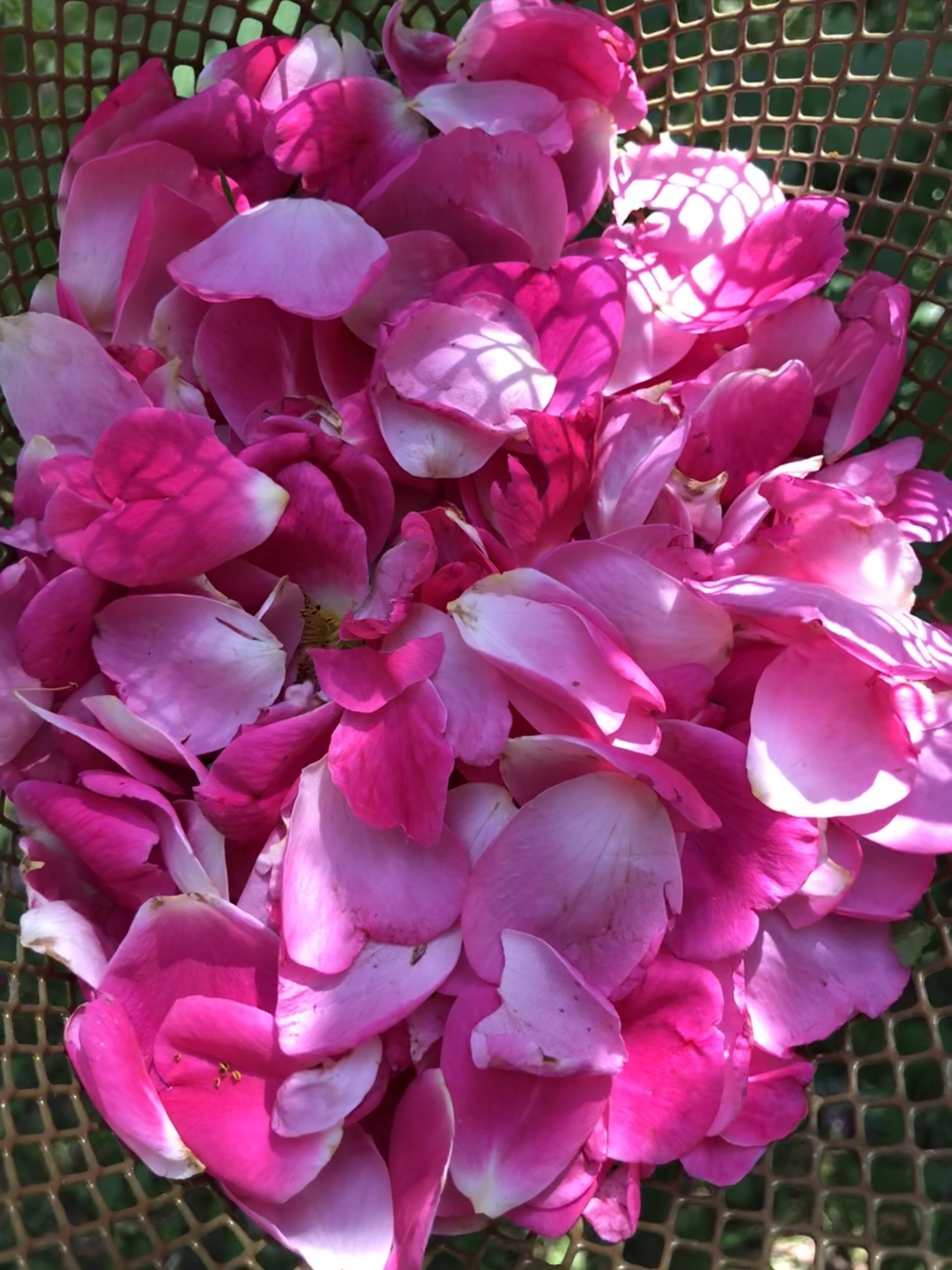 wild rose elixir ~ rose medicine