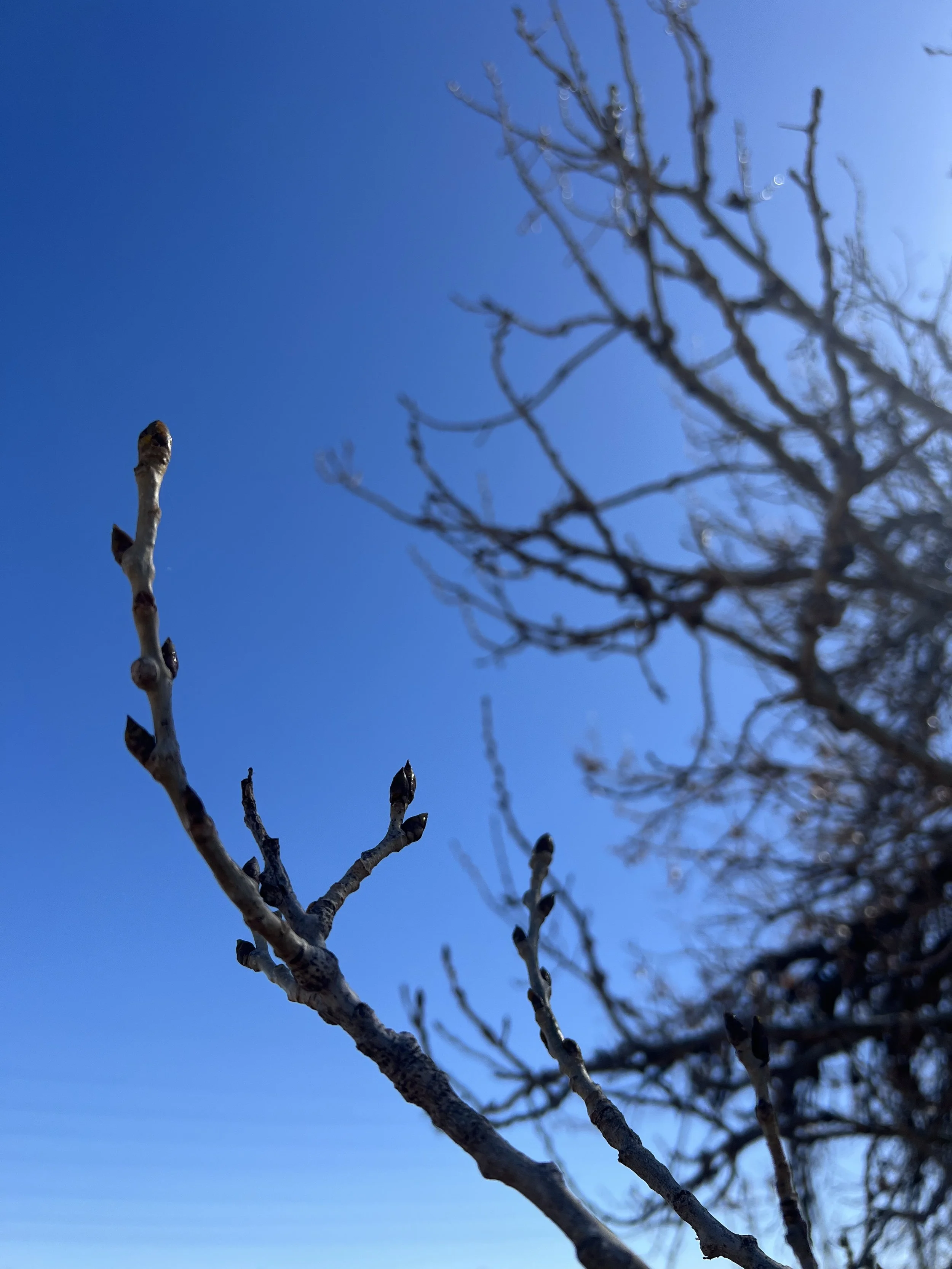 cottonwood bud 2.jpeg