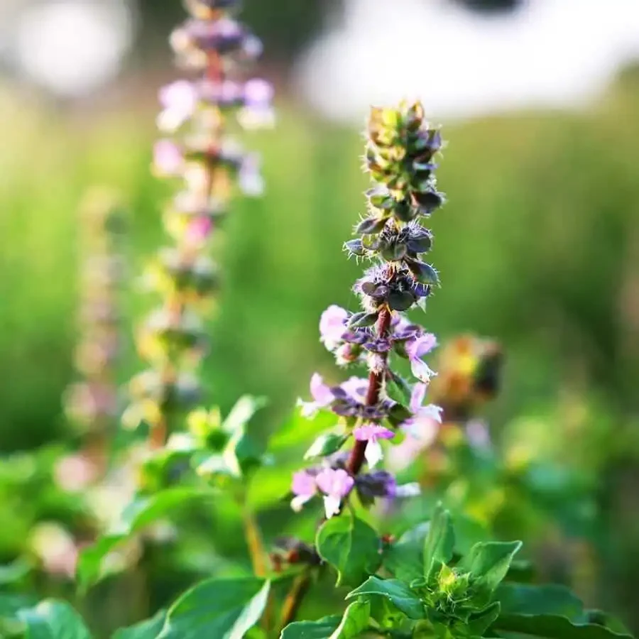 Tulsi-Holy-Basil-Square.jpg.webp
