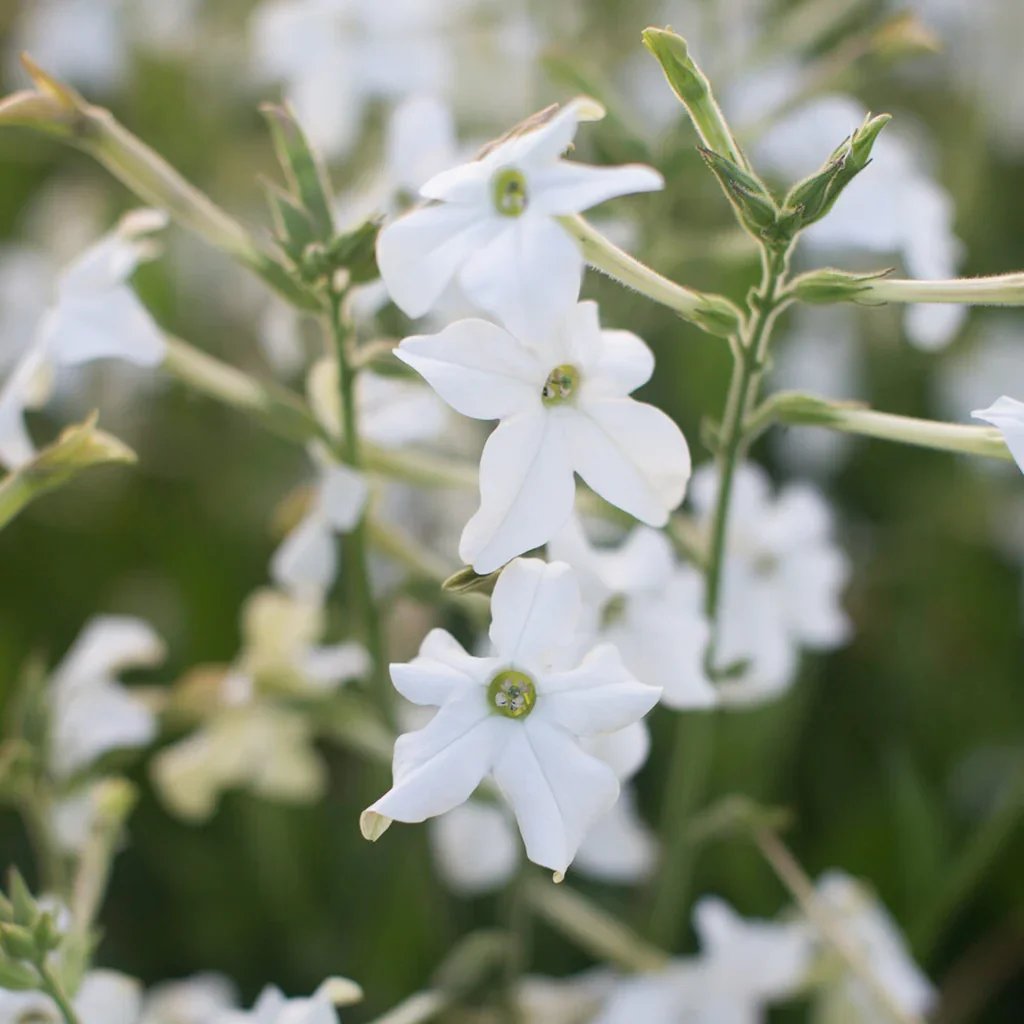 Flowering_Tobacco_Grandiflora-1938_1024x1024.jpg.webp