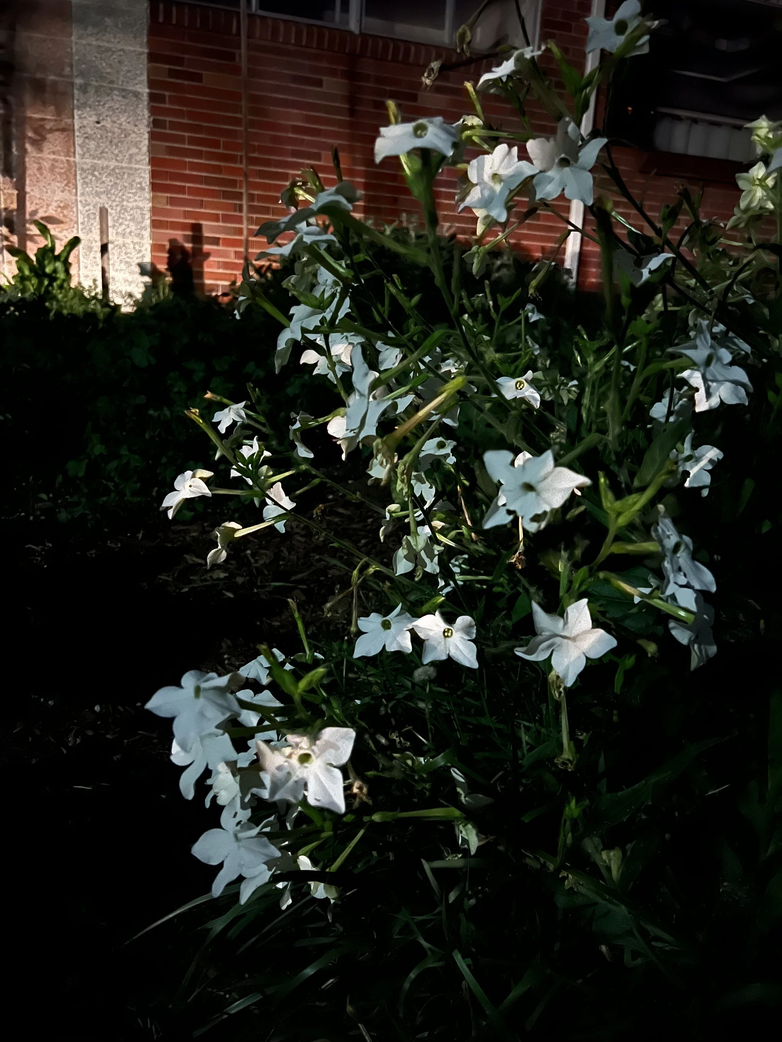jasmine tobacco essence