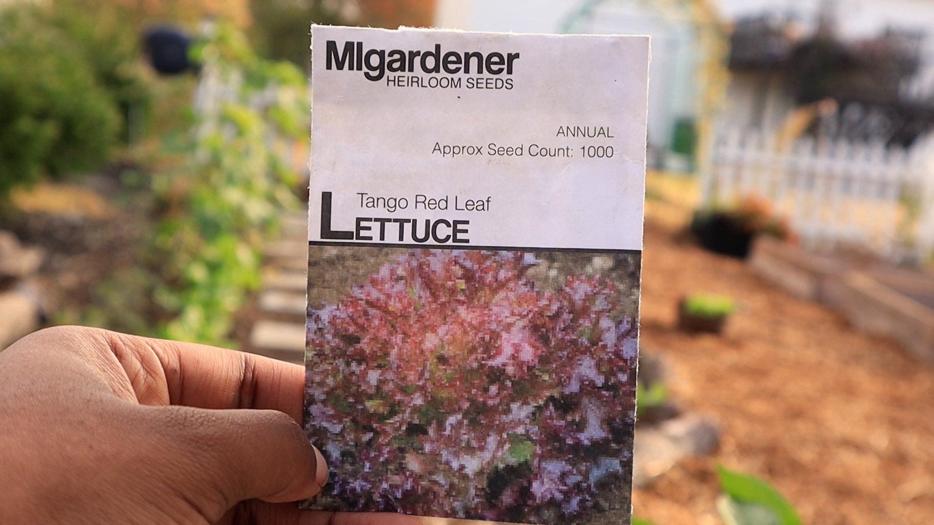Tango red leaf lettuce garden harvest.jpg