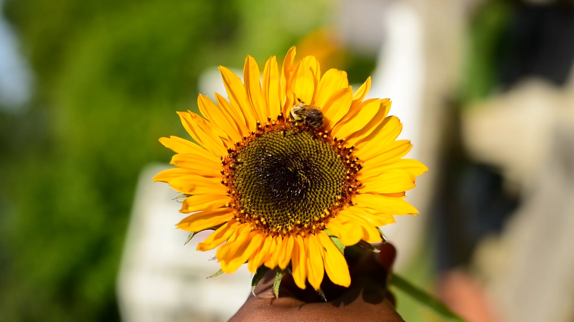 Bee on sunflower.jpg