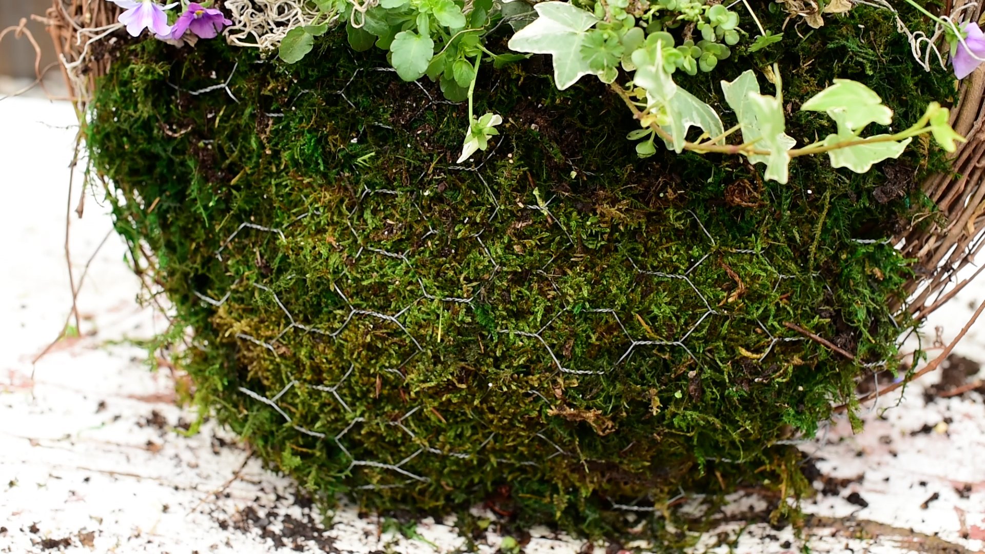 grapevine moss.jpg