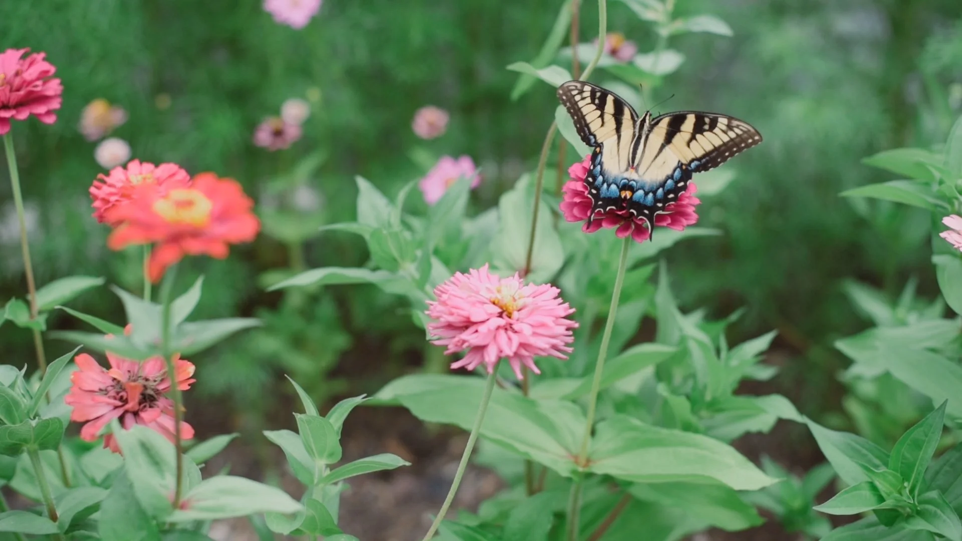 3 Easy Annuals to Grow from Seed that Attract Pollinators! — Dearest Garden