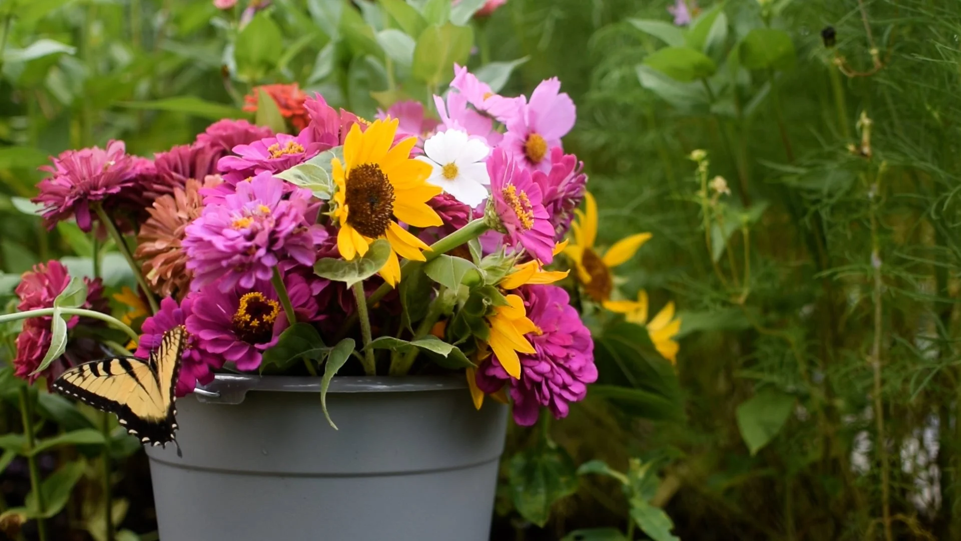 3 Easy Annuals to Grow from Seed that Attract Pollinators! — Dearest Garden
