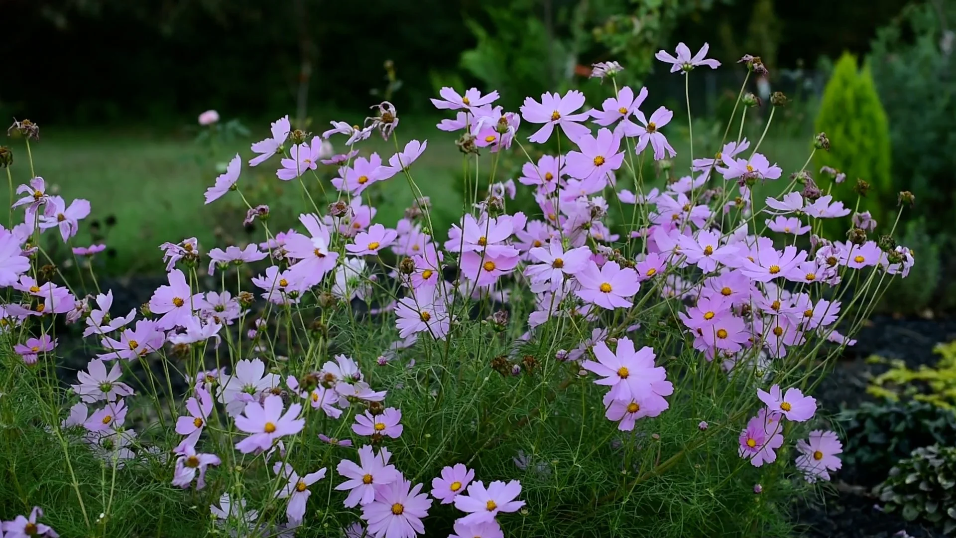 3 Easy Annuals to Grow from Seed that Attract Pollinators! — Dearest Garden