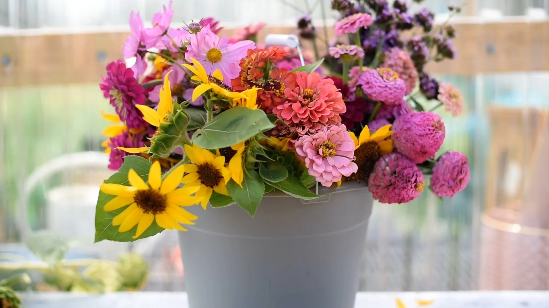 3 Easy Annuals to Grow from Seed that Attract Pollinators! — Dearest Garden
