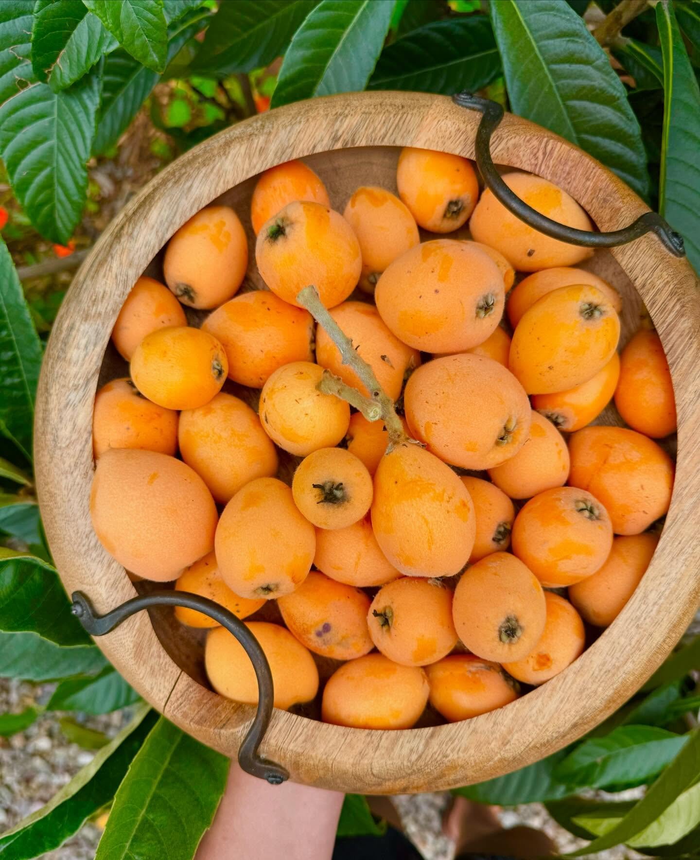 Loquat season is here! Our urban garden is providing an abundance of fresh fruit for preserves, sauces and vinaigrettes, everything we make here at The Tiny Deli is 100% scratch made and always organic 🧡 #sandiegocatering #sandiegoorganic #sandiegoc